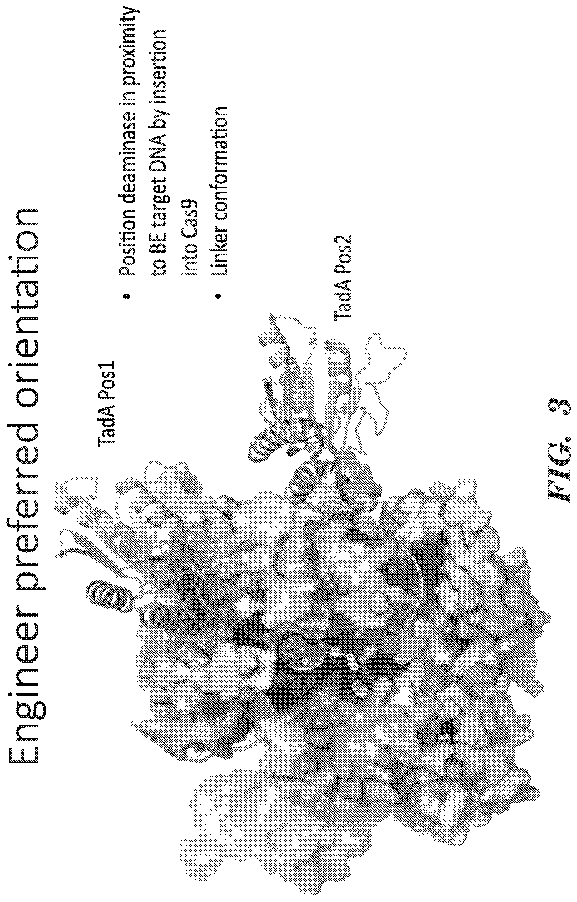 Patent US12612618 Figure 3 – Nucleobase editors having reduced non-target deamination and assays for characterizing nucleobase editors