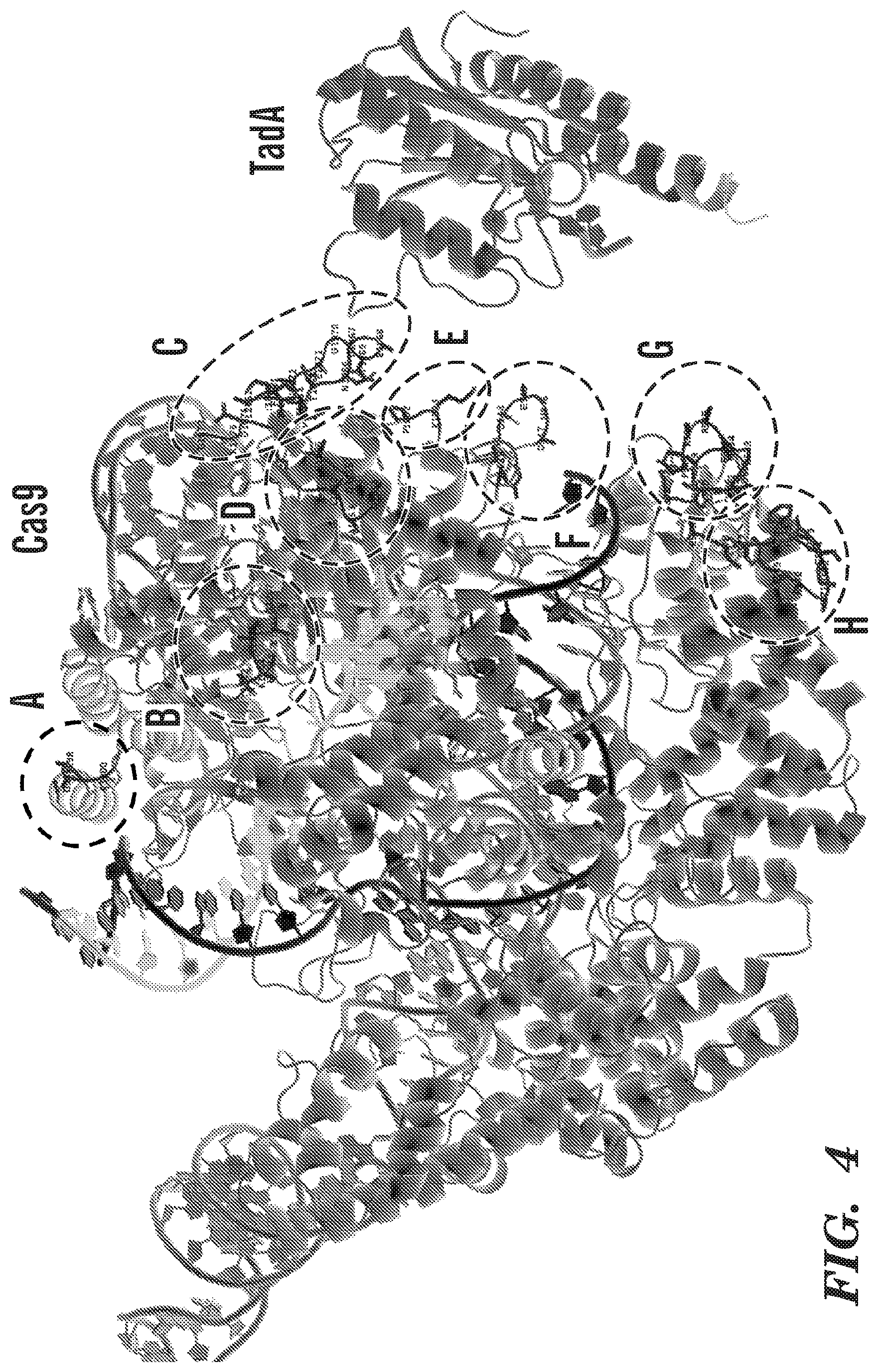Patent US12612618 Figure 4 – Nucleobase editors having reduced non-target deamination and assays for characterizing nucleobase editors