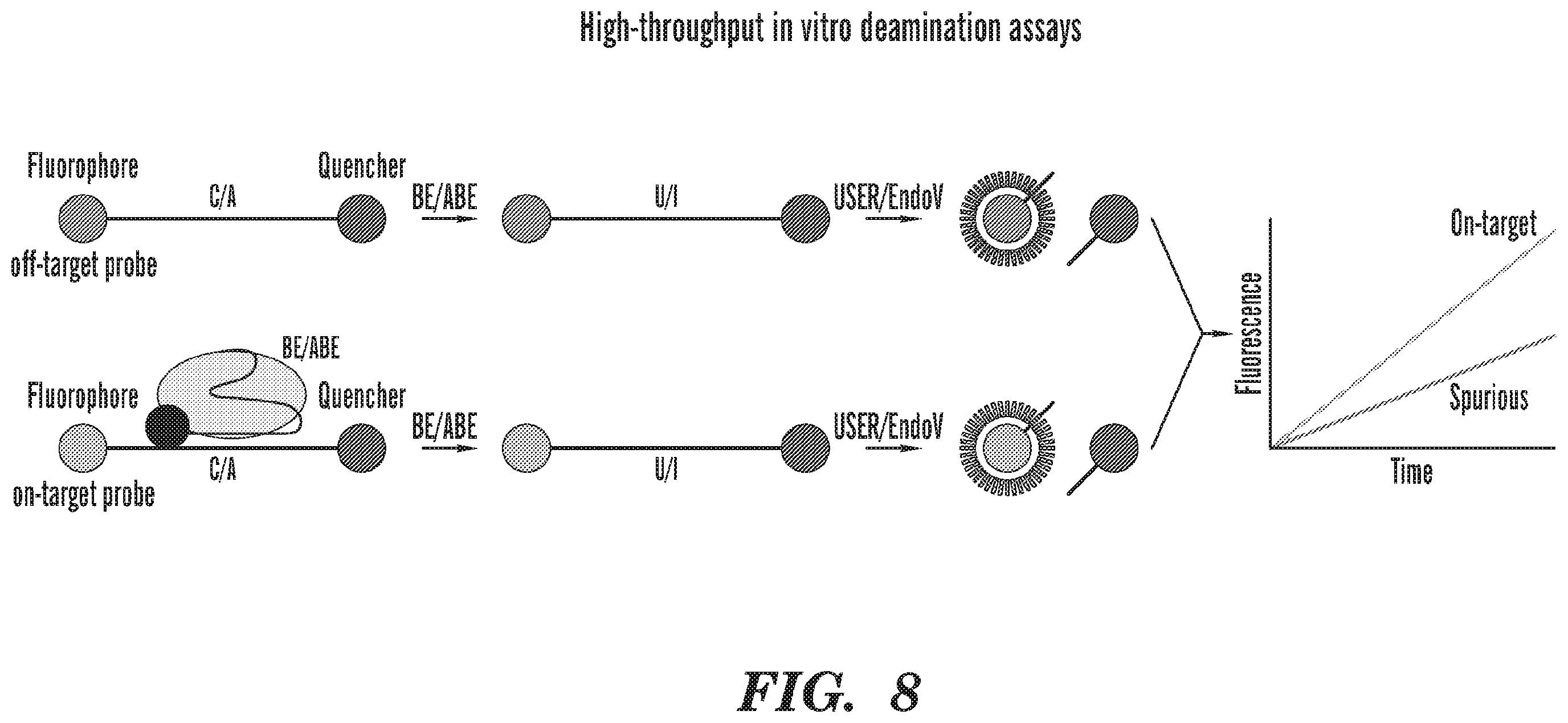 Patent US12612618 Figure 8 – Nucleobase editors having reduced non-target deamination and assays for characterizing nucleobase editors