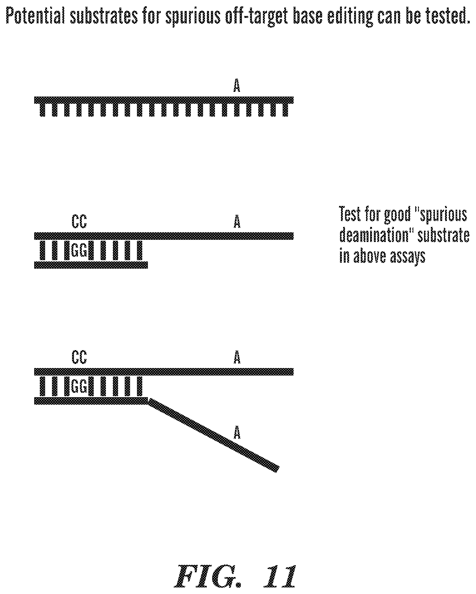 Patent US12612618 Figure 10 – Nucleobase editors having reduced non-target deamination and assays for characterizing nucleobase editors