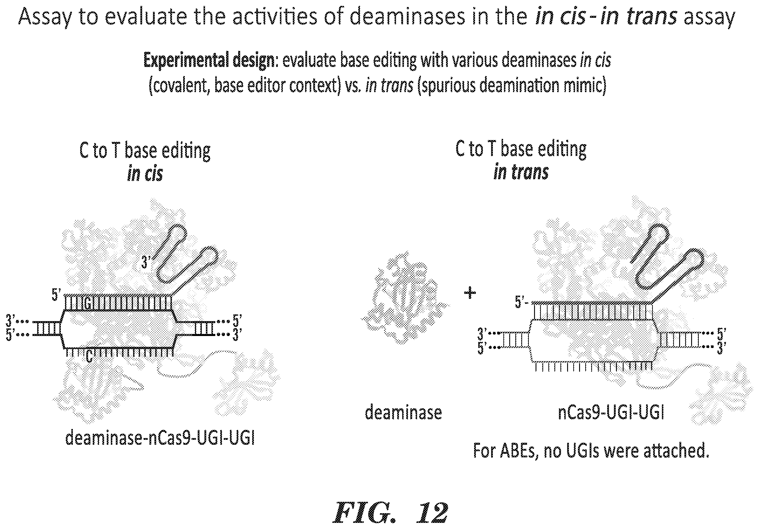 Patent US12612618 Figure 11 – Nucleobase editors having reduced non-target deamination and assays for characterizing nucleobase editors