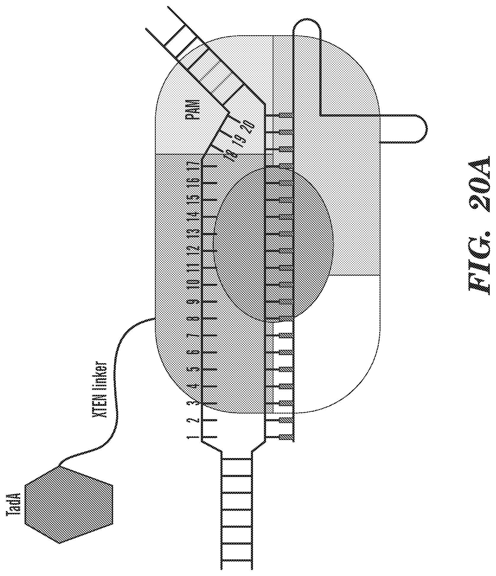 Patent US12612618 Figure 19 – Nucleobase editors having reduced non-target deamination and assays for characterizing nucleobase editors