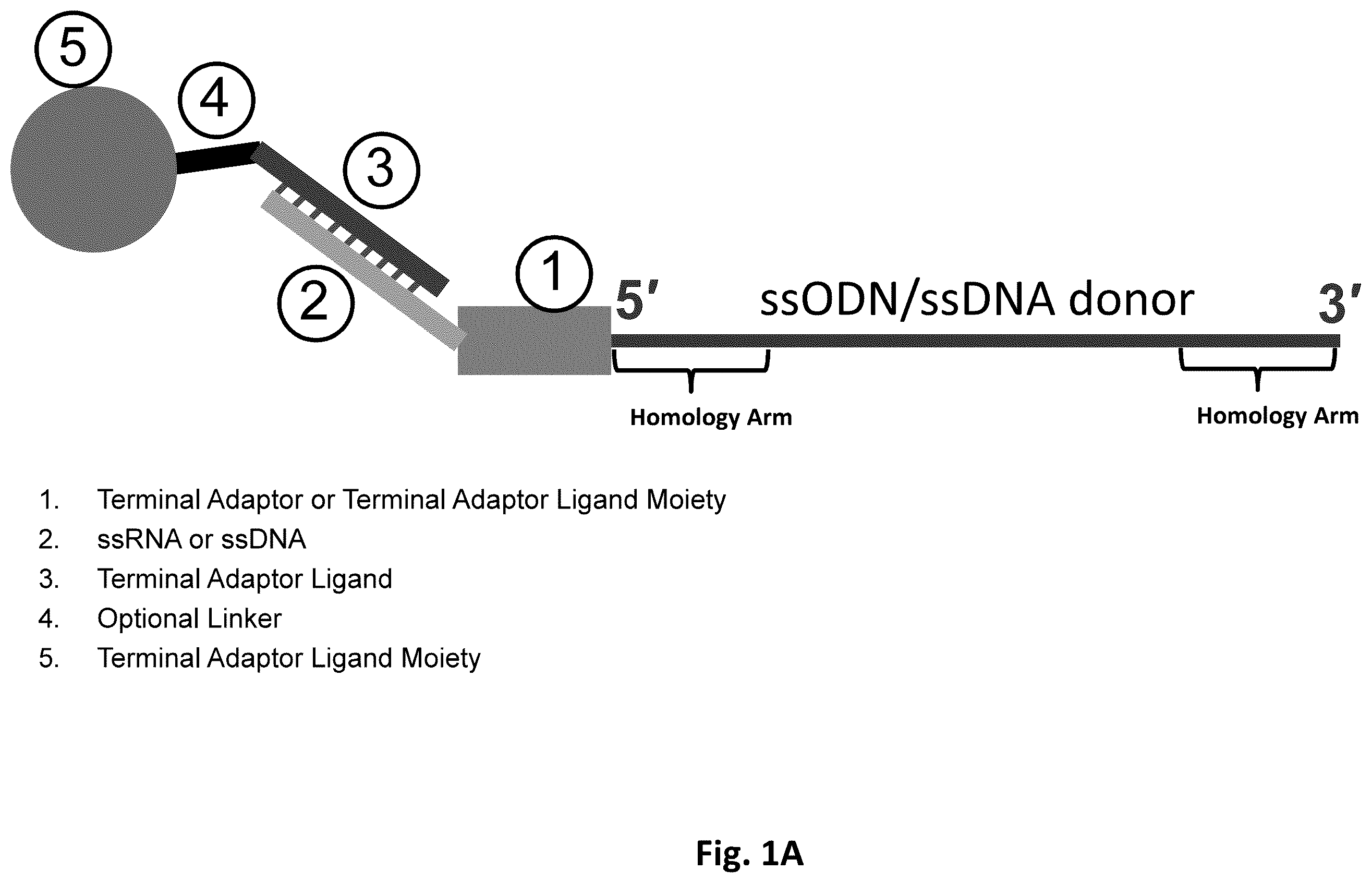 Patent US12612619 Figure 1 – Compositions and methods for improved gene editing