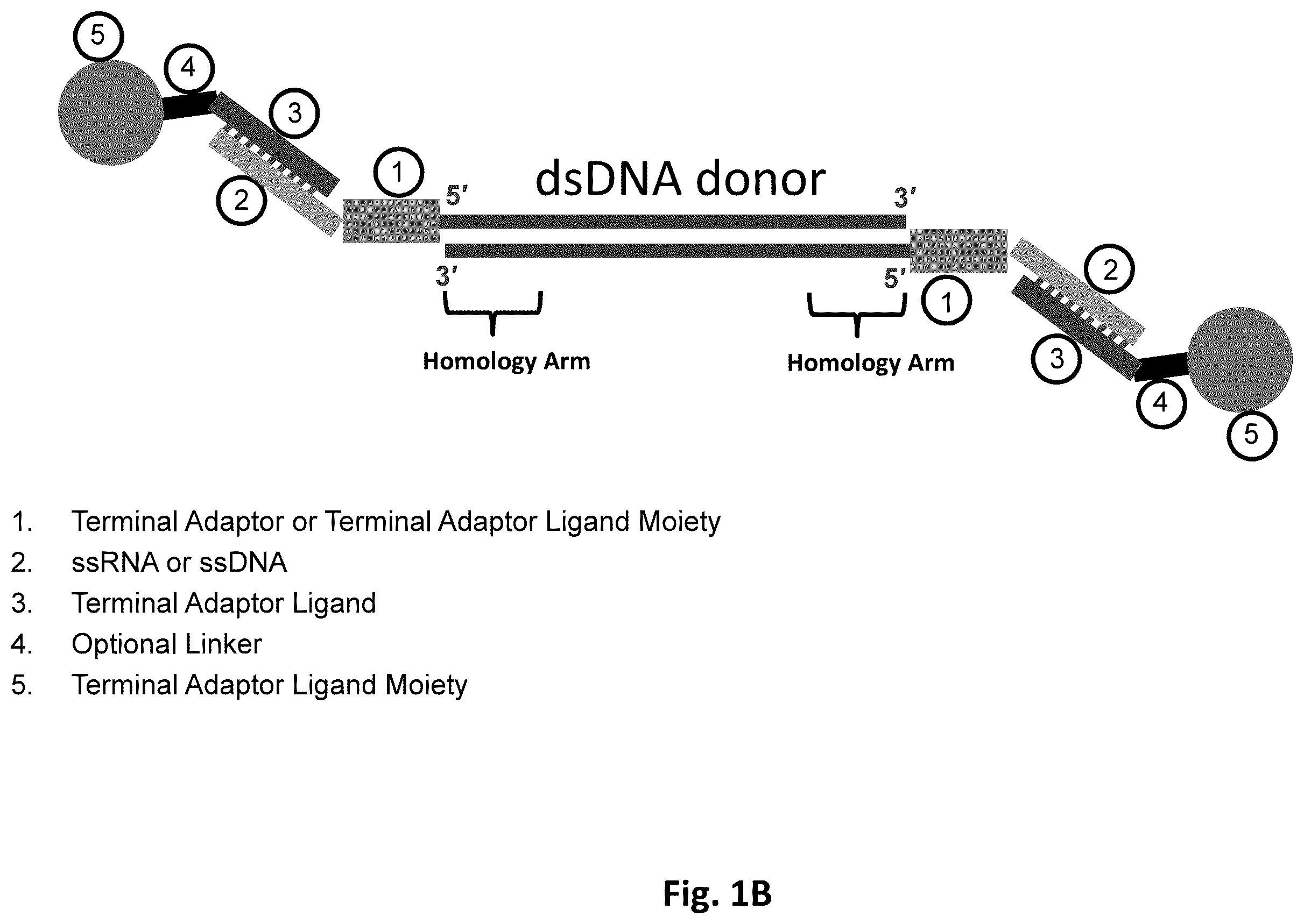 Patent US12612619 Figure 2 – Compositions and methods for improved gene editing
