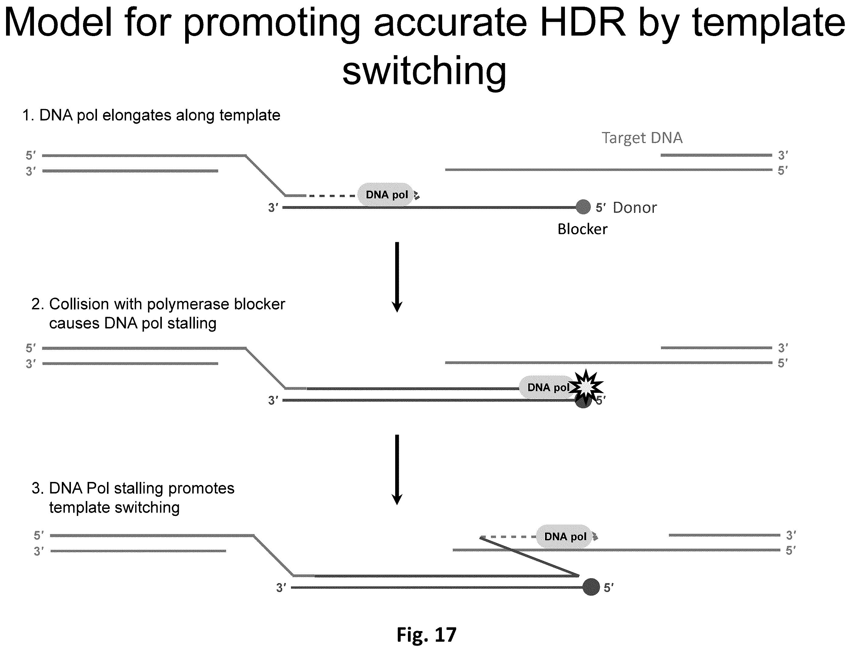 Patent US12612619 Figure 19 – Compositions and methods for improved gene editing