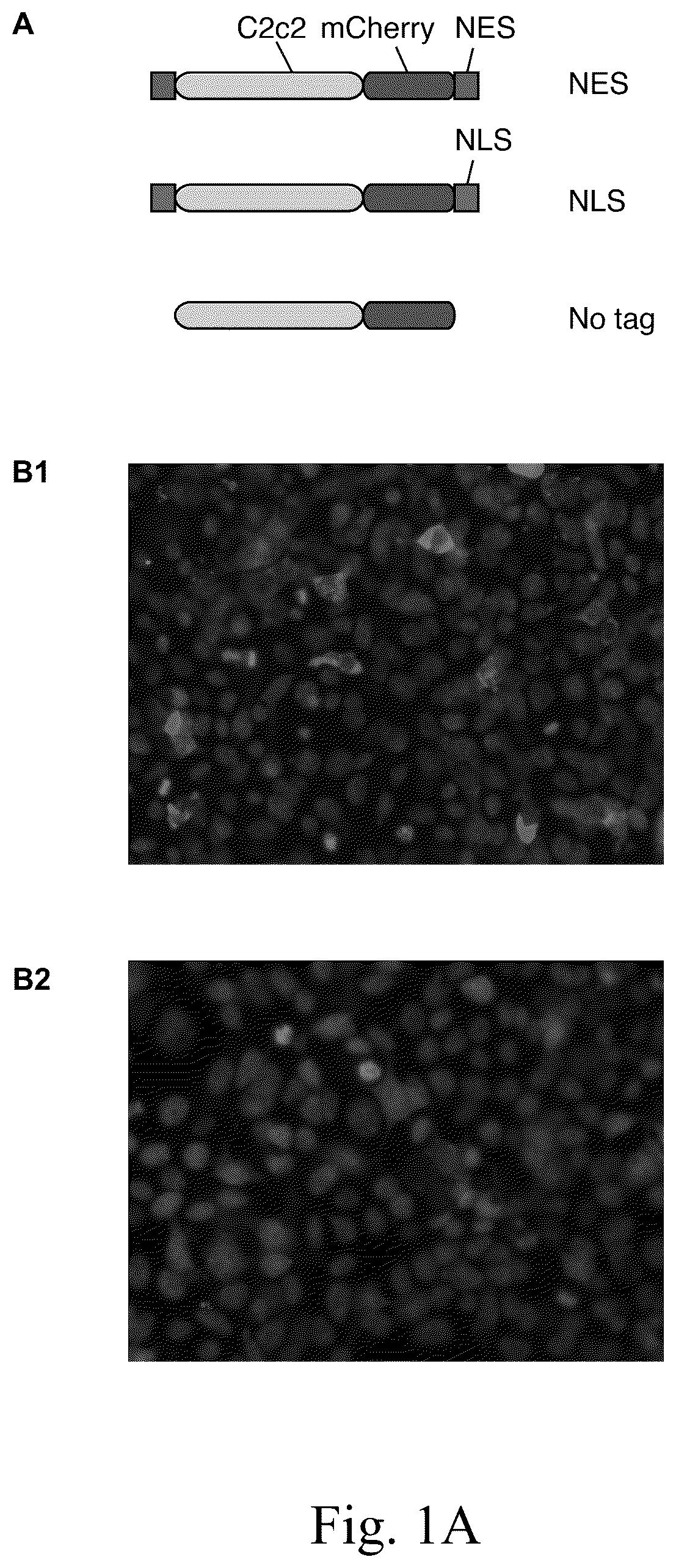 Patent US12612620 Figure 1 – Type VI CRISPR orthologs and systems