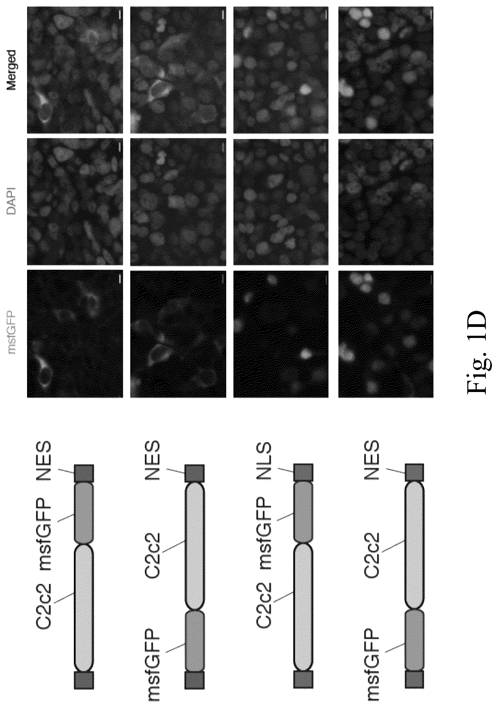 Patent US12612620 Figure 4 – Type VI CRISPR orthologs and systems