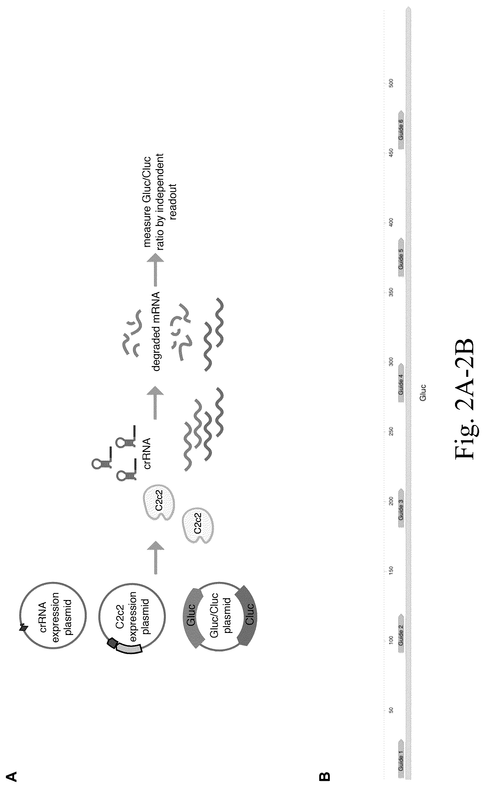 Patent US12612620 Figure 5 – Type VI CRISPR orthologs and systems
