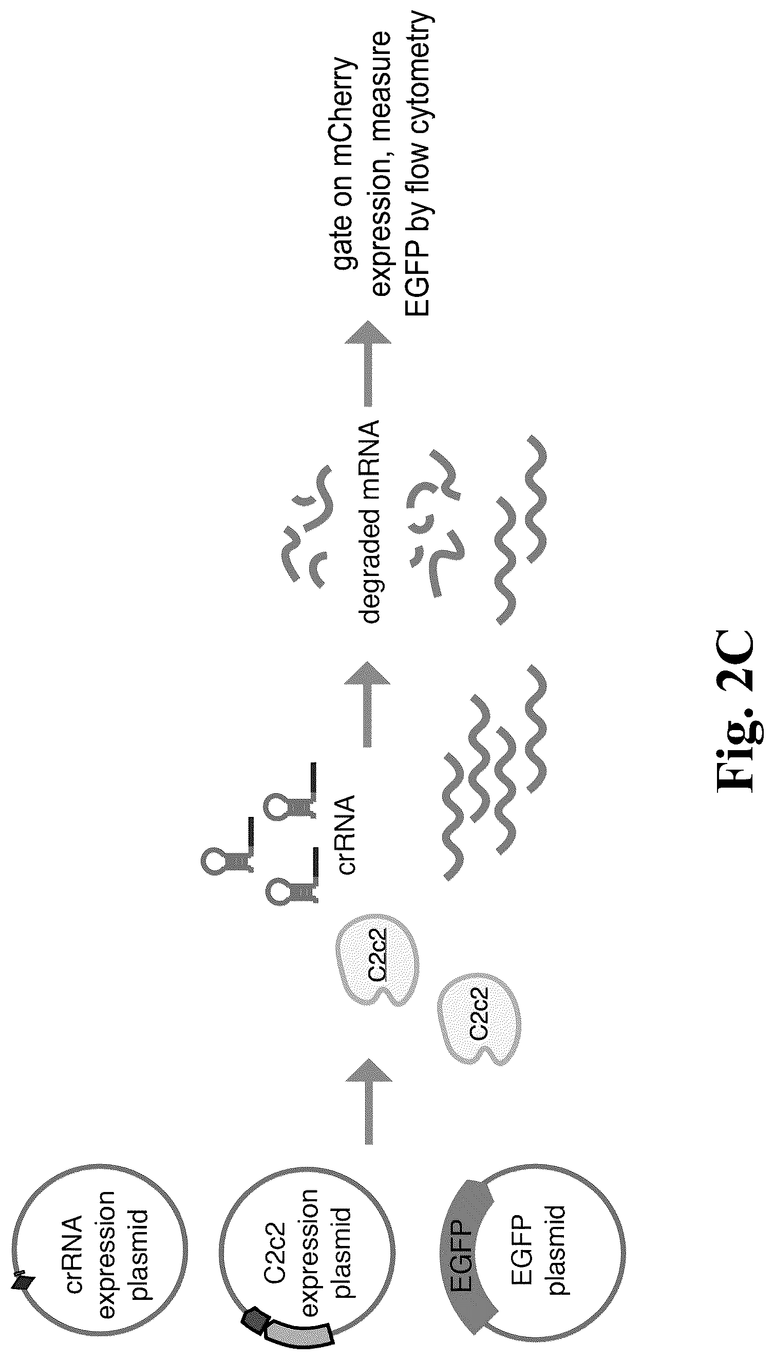 Patent US12612620 Figure 6 – Type VI CRISPR orthologs and systems