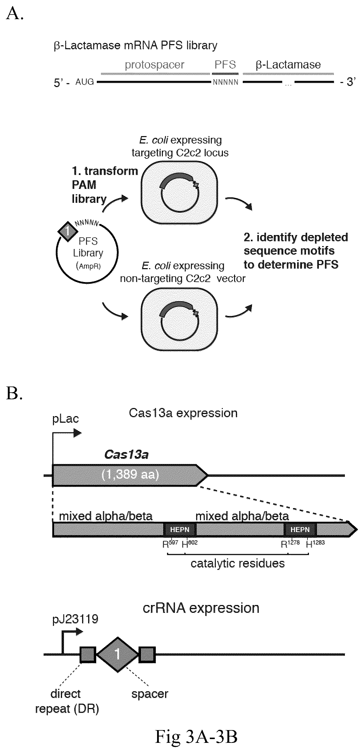 Patent US12612620 Figure 7 – Type VI CRISPR orthologs and systems