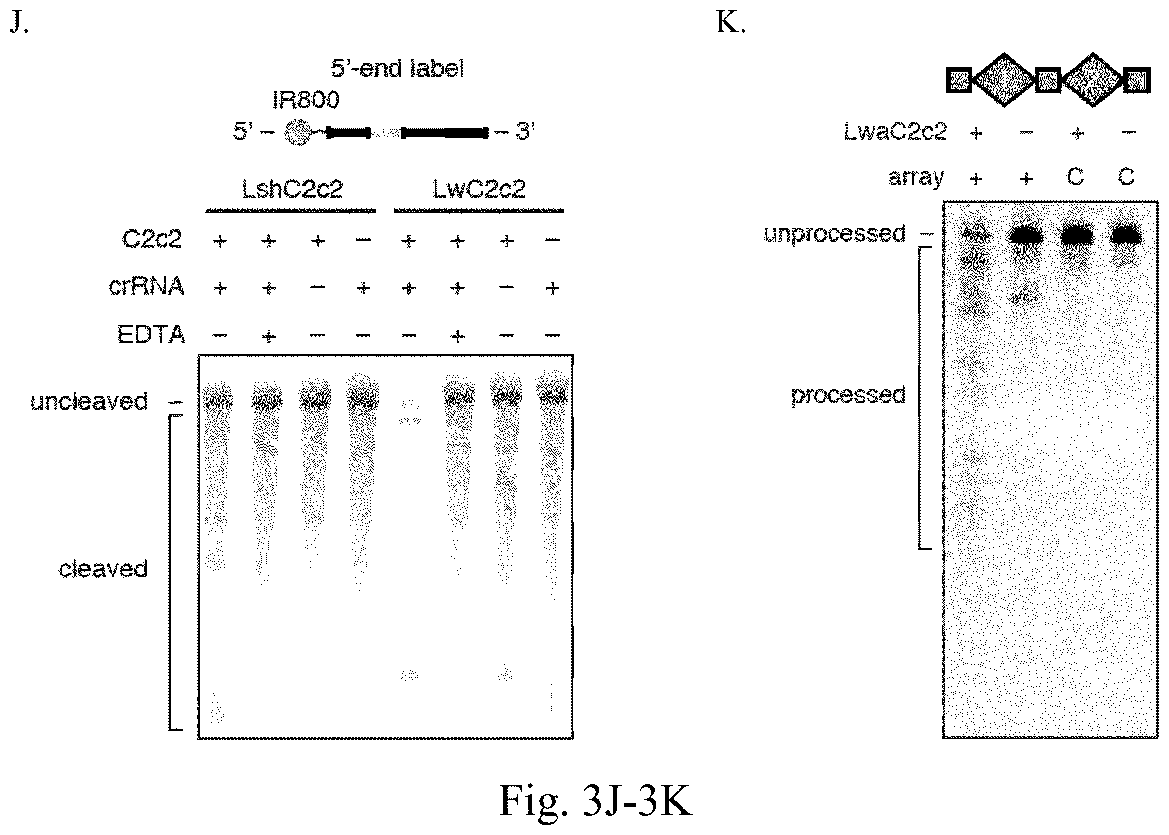 Patent US12612620 Figure 10 – Type VI CRISPR orthologs and systems