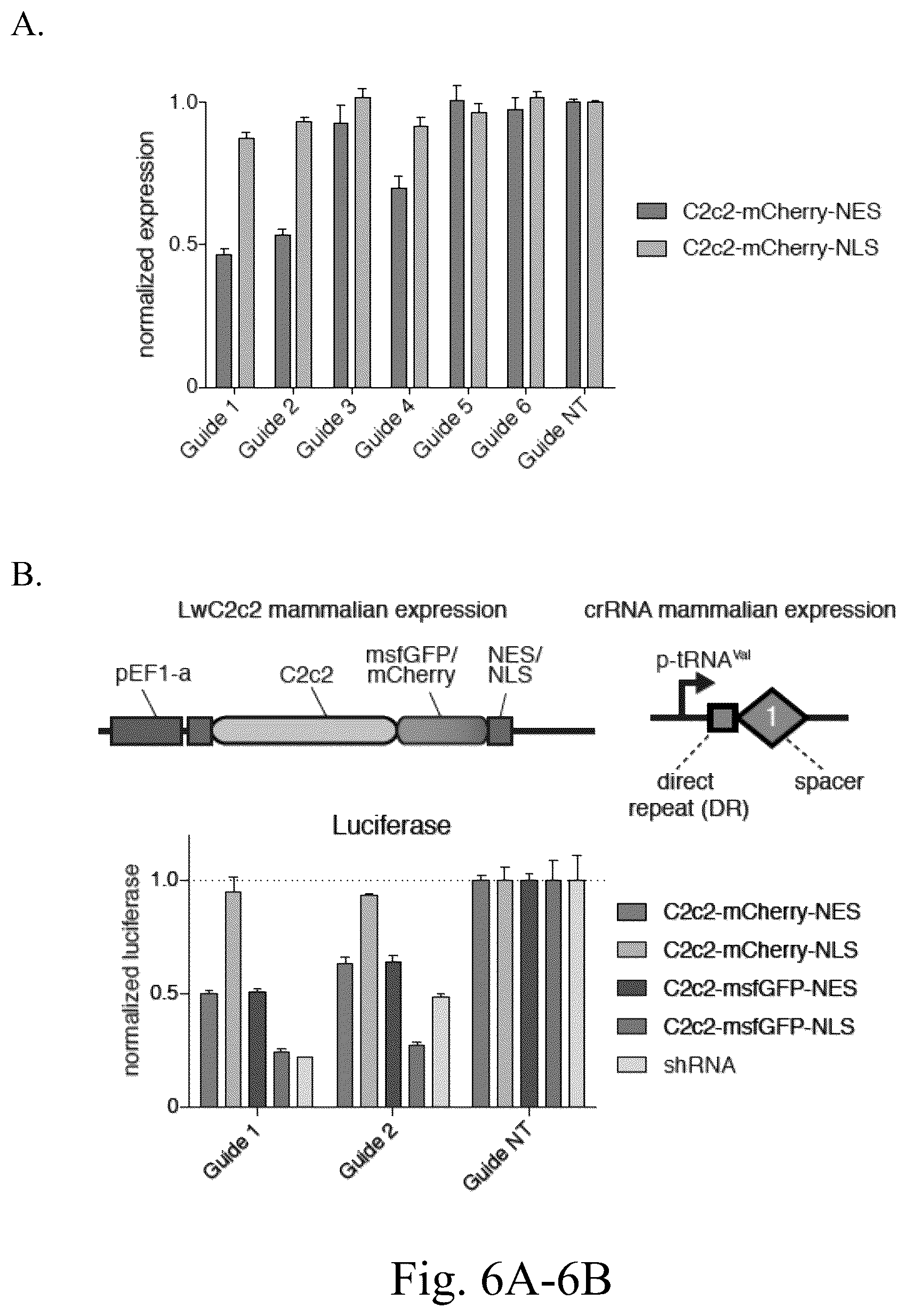 Patent US12612620 Figure 15 – Type VI CRISPR orthologs and systems