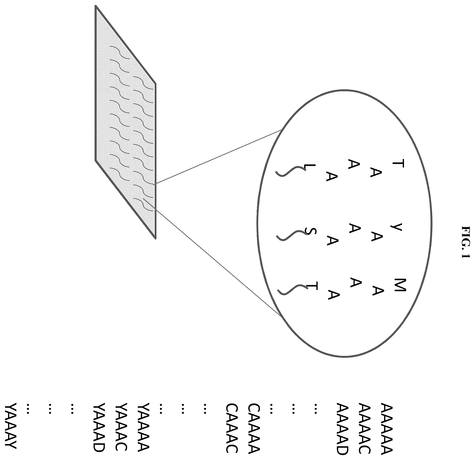 Patent US12612621 — Methods of selecting binding reagents — Figure 1