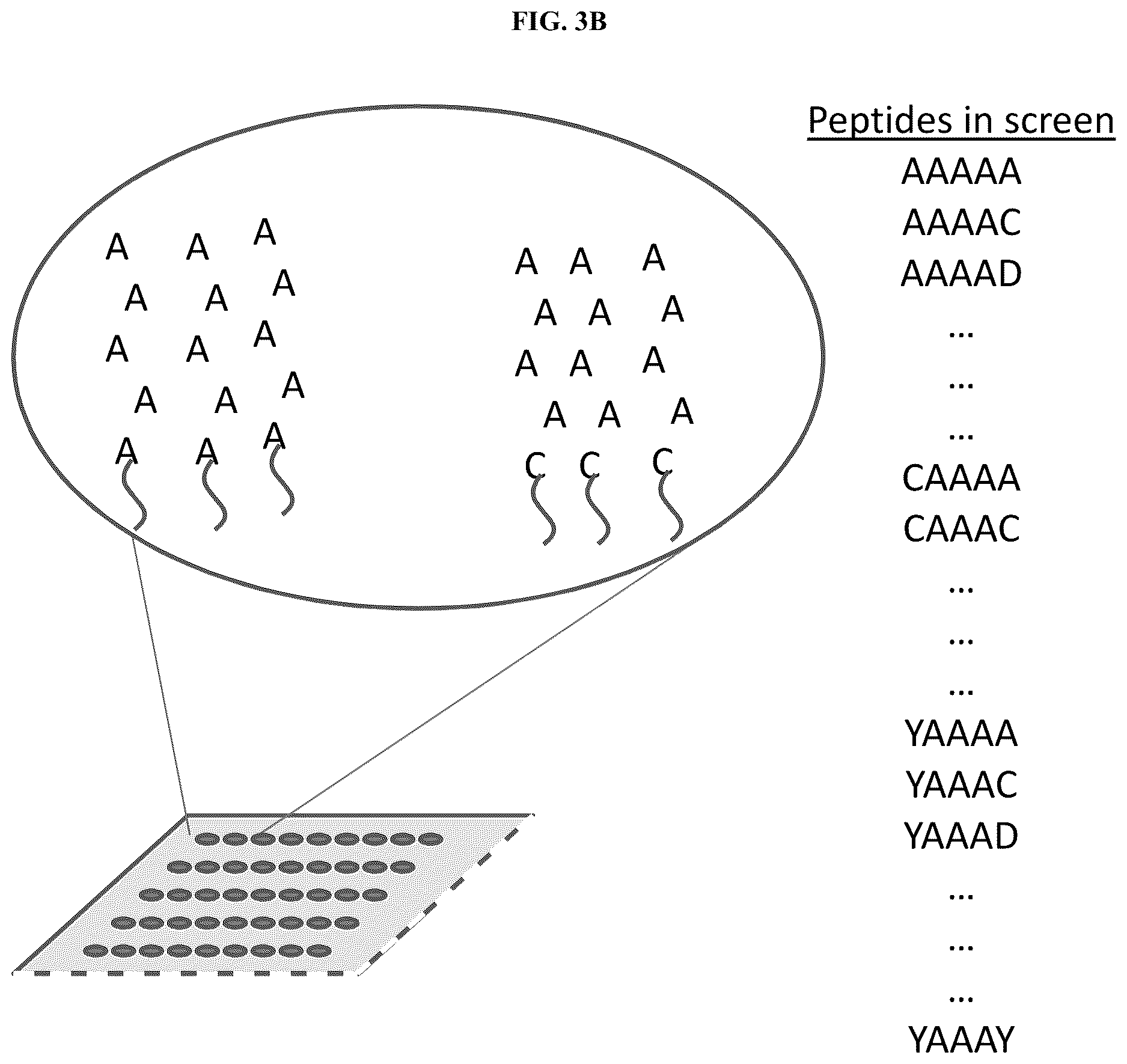 Patent US12612621 Figure 4 – Methods of selecting binding reagents