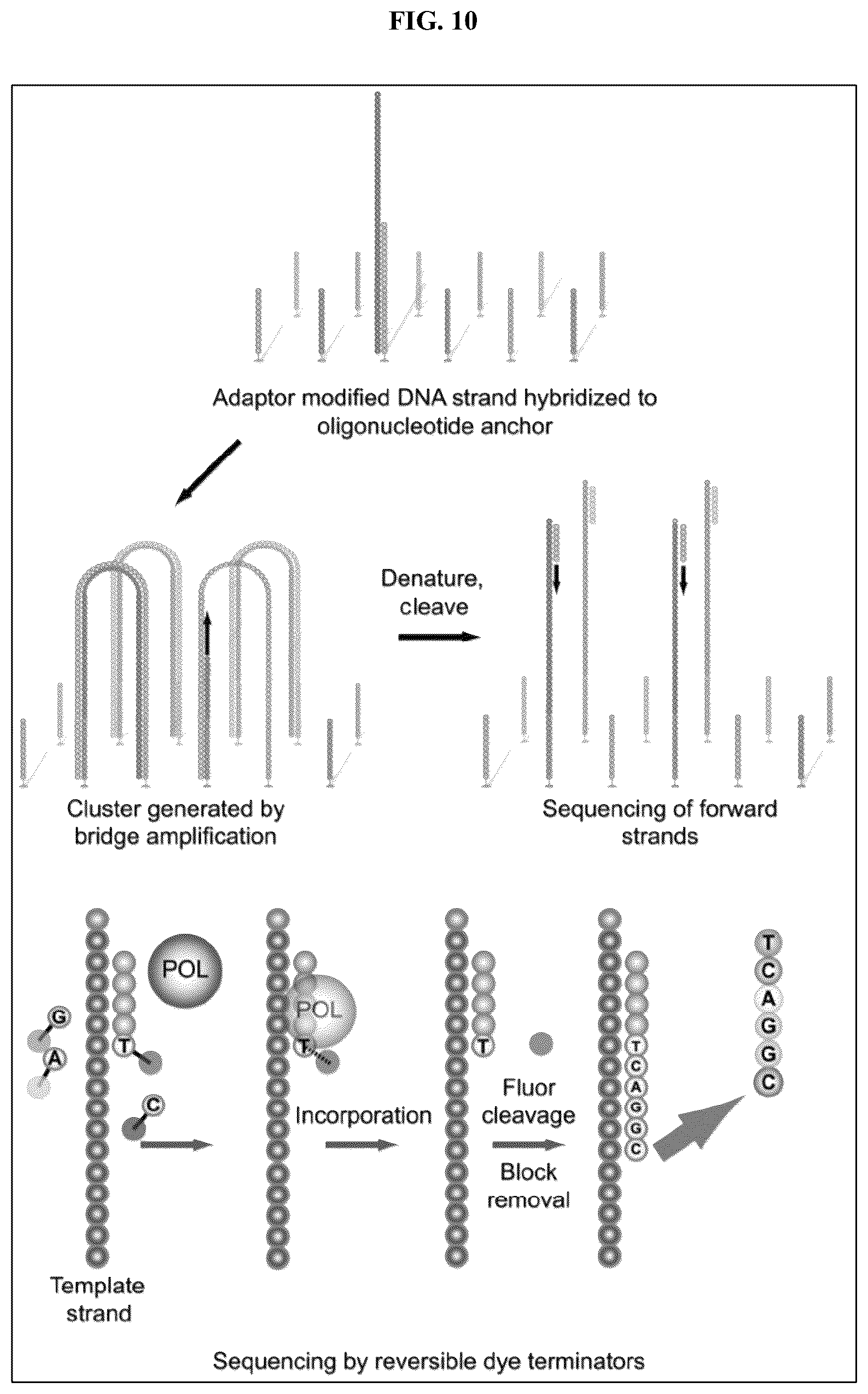 Patent US12612621 Figure 12 – Methods of selecting binding reagents