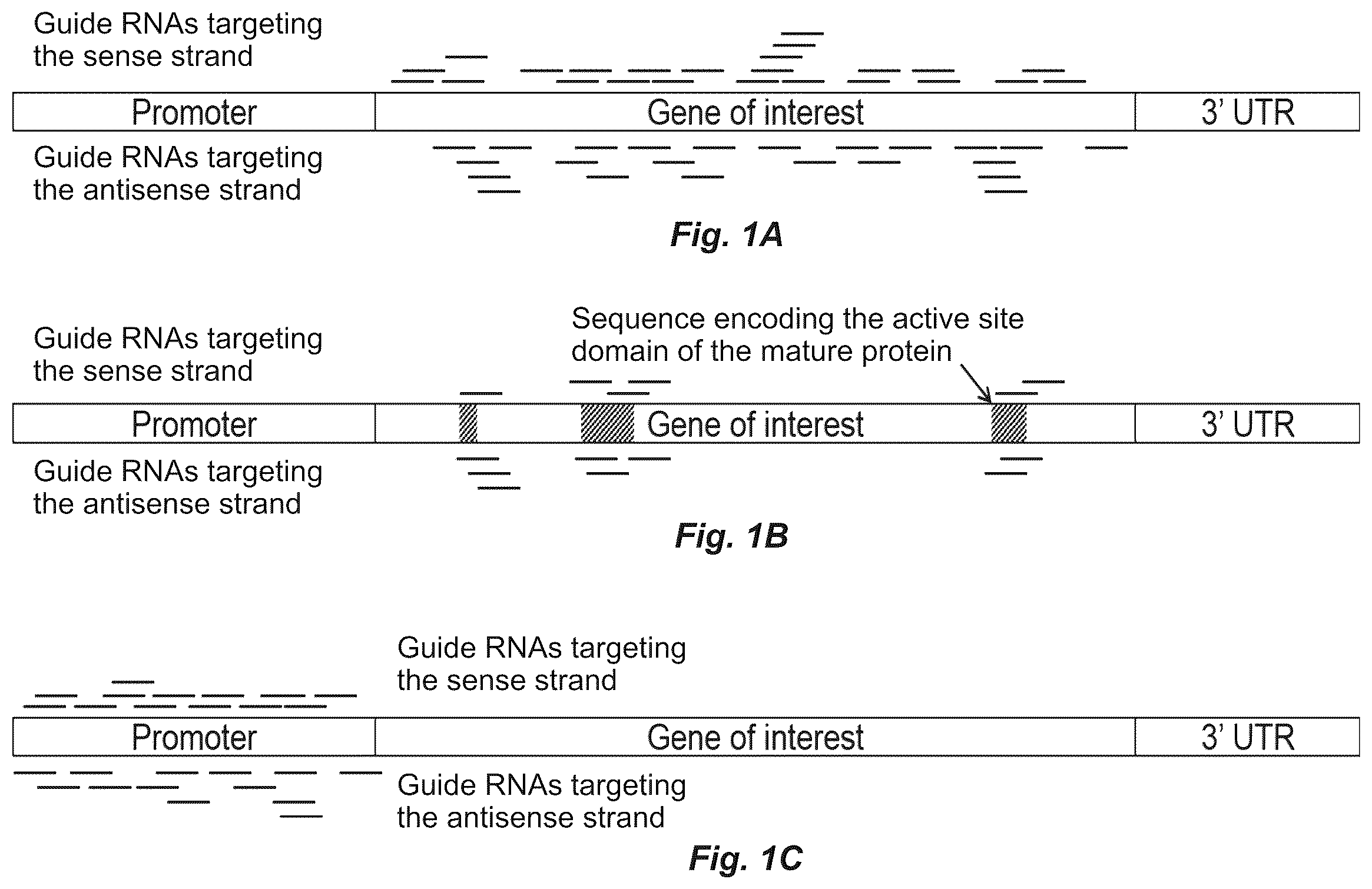 Patent US12612622 Figure 1 – Targeted mutagenesis using base editors