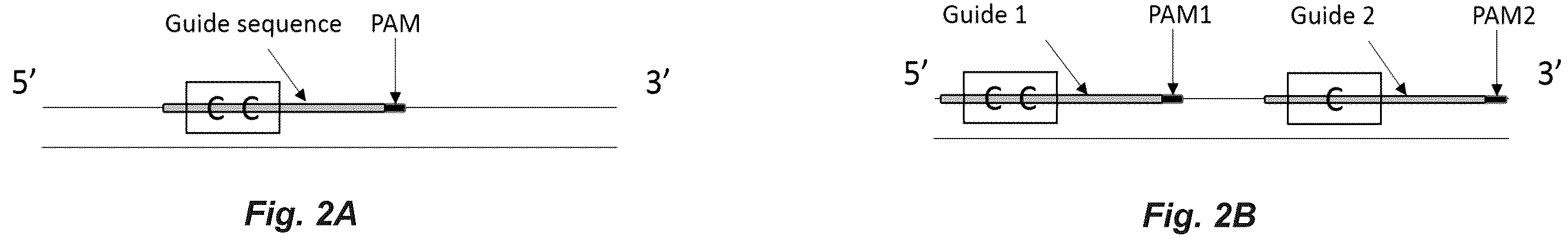 Patent US12612622 Figure 2 – Targeted mutagenesis using base editors