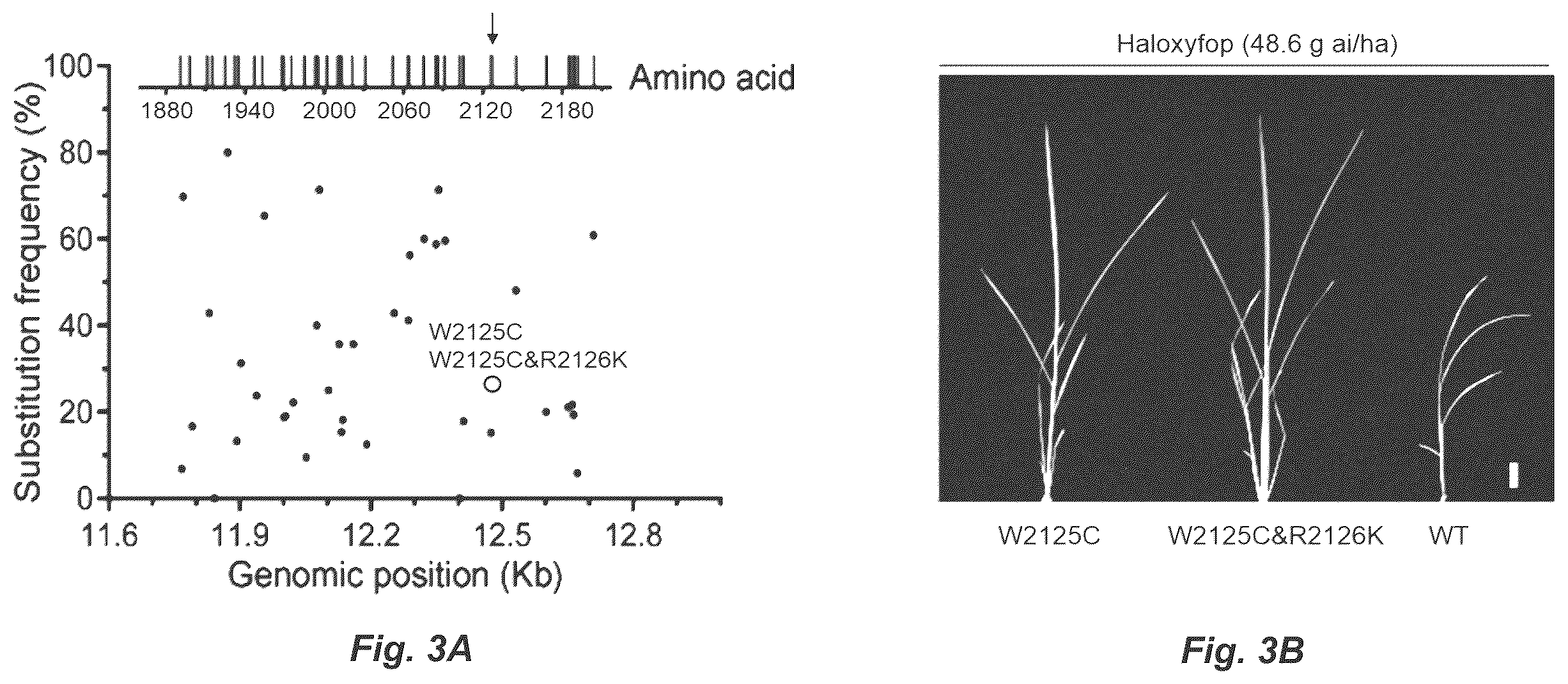 Patent US12612622 Figure 3 – Targeted mutagenesis using base editors