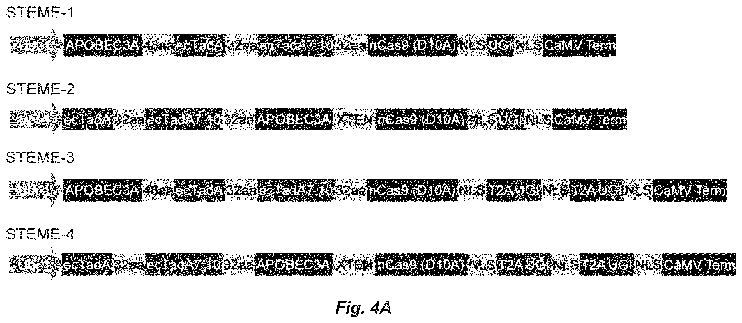 Patent US12612622 Figure 4 – Targeted mutagenesis using base editors