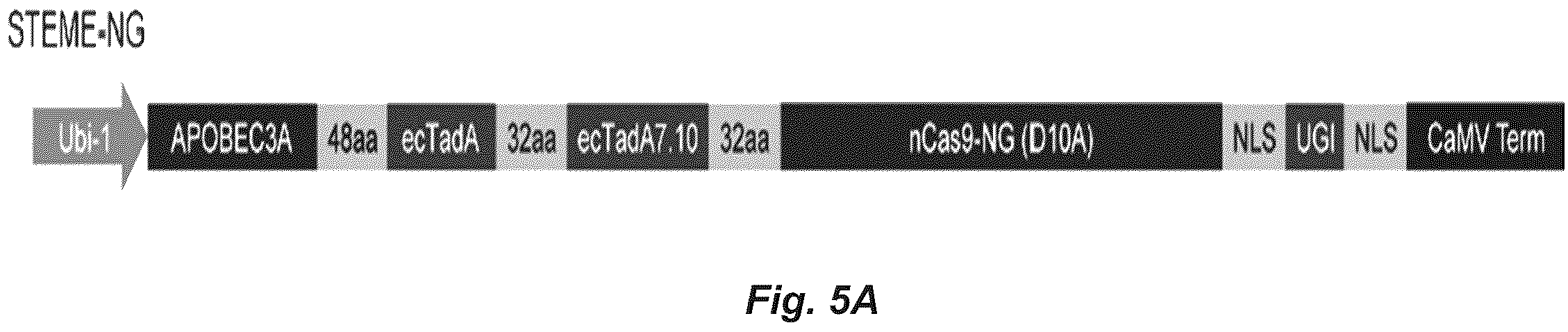 Patent US12612622 Figure 7 – Targeted mutagenesis using base editors