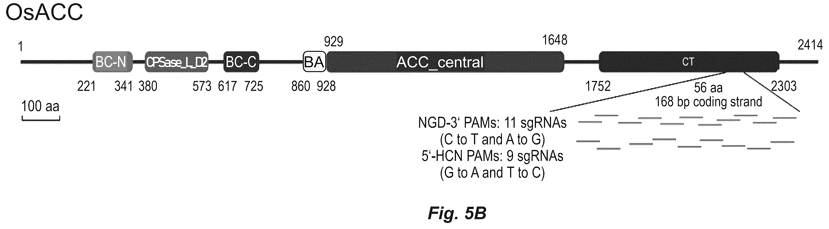 Patent US12612622 Figure 8 – Targeted mutagenesis using base editors
