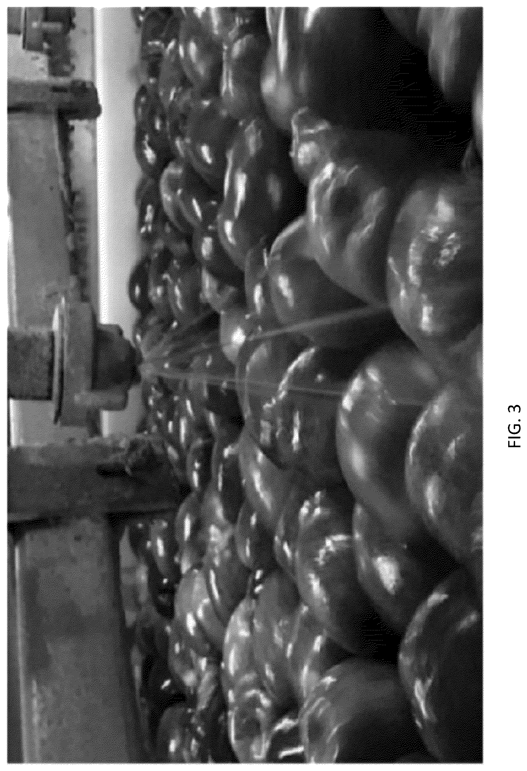 Patent US12612623 Figure 3 – Water-soluble prolamin, preparation thereof, and uses thereof for food-grade application including prolamin compositions combining prolamin and DNA taggants