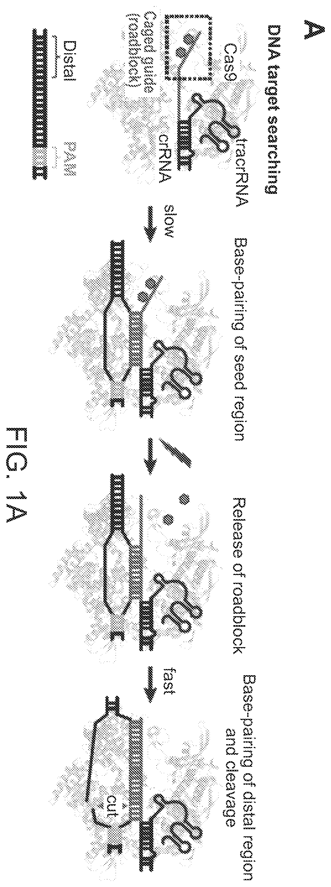 Patent US12612624 Figure 1 – Light-inducible CRISPR/Cas9 system for genome editing