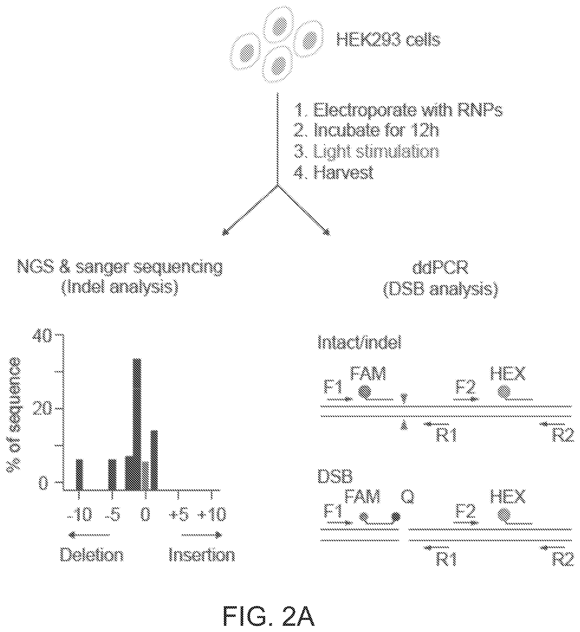 Patent US12612624 Figure 3 – Light-inducible CRISPR/Cas9 system for genome editing