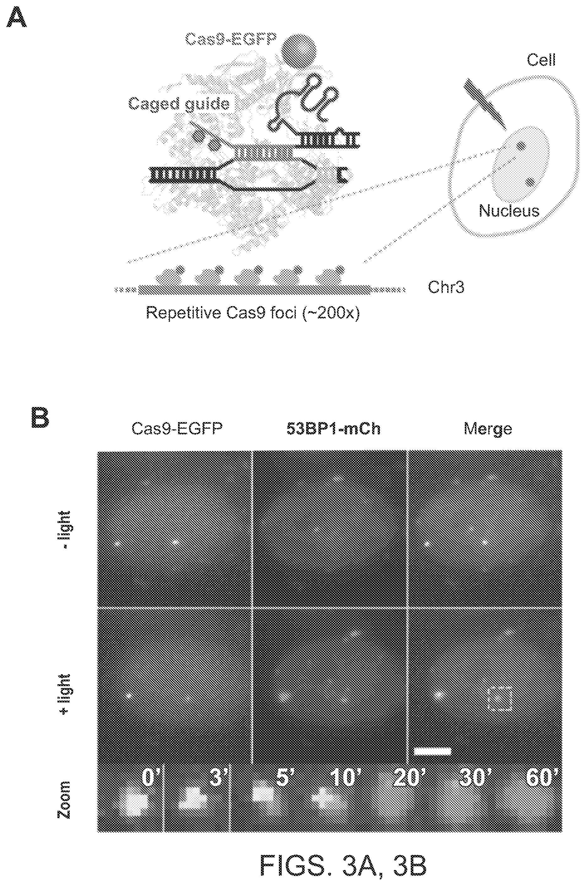 Patent US12612624 Figure 5 – Light-inducible CRISPR/Cas9 system for genome editing