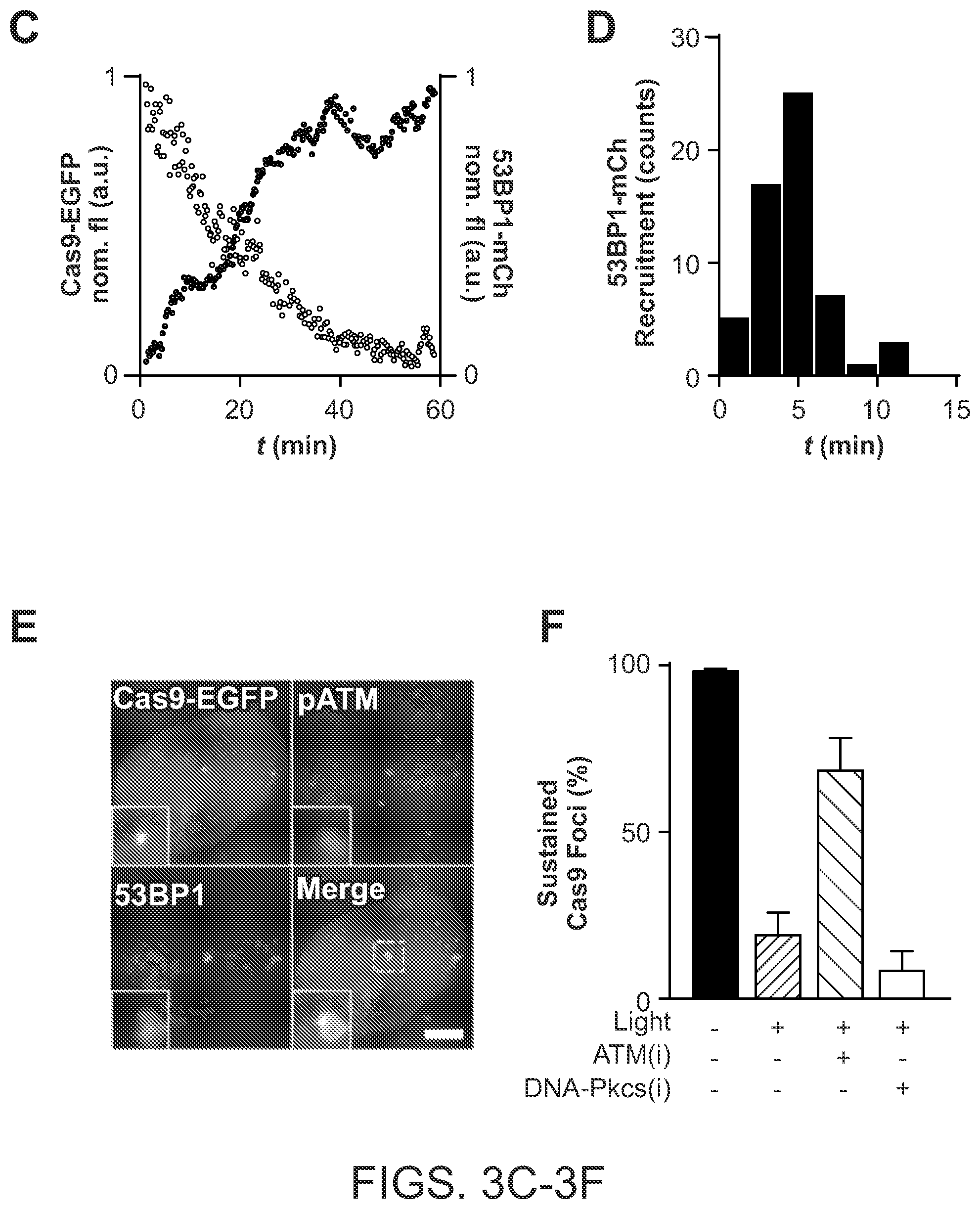 Patent US12612624 Figure 6 – Light-inducible CRISPR/Cas9 system for genome editing