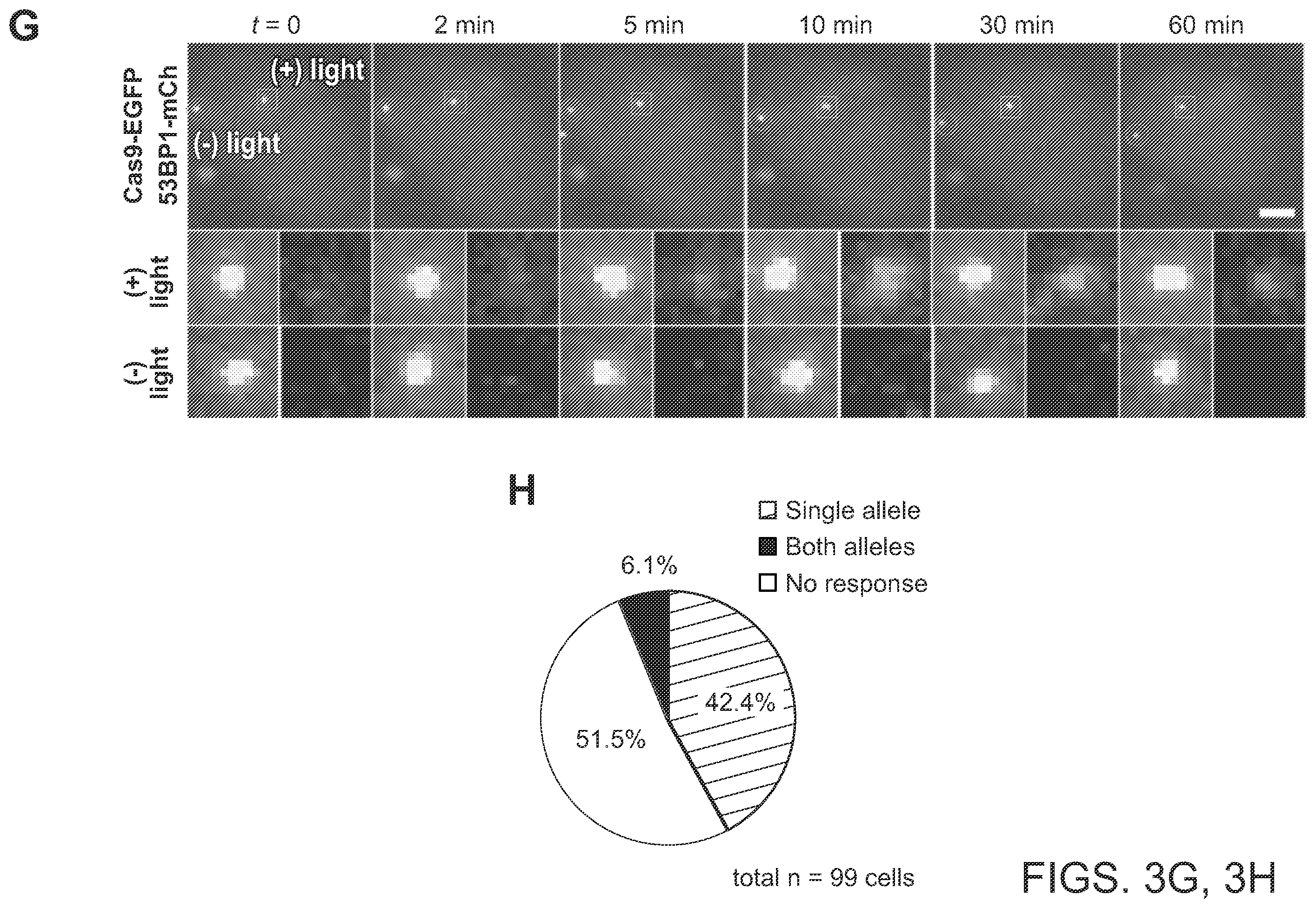 Patent US12612624 Figure 7 – Light-inducible CRISPR/Cas9 system for genome editing