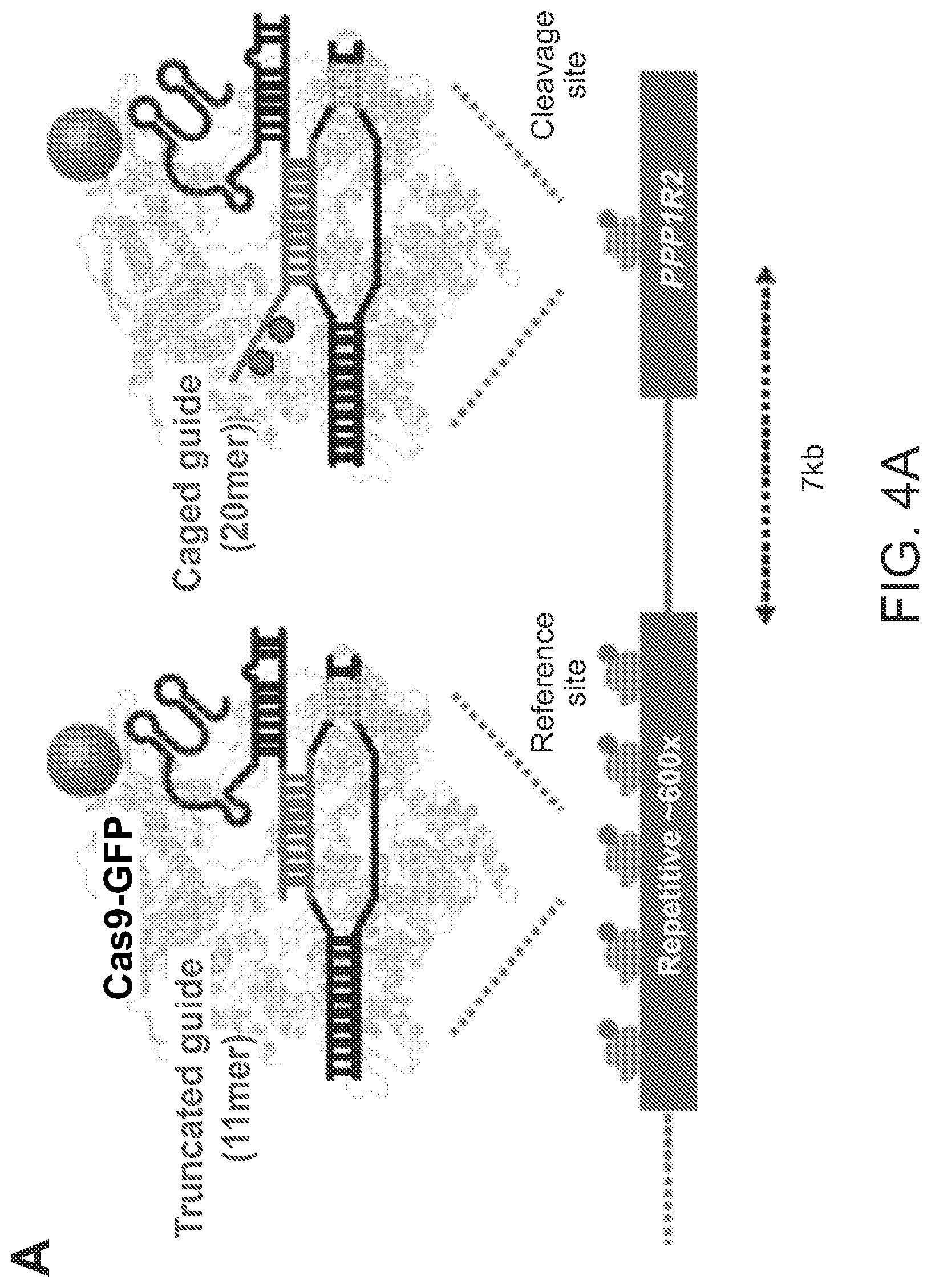 Patent US12612624 Figure 8 – Light-inducible CRISPR/Cas9 system for genome editing