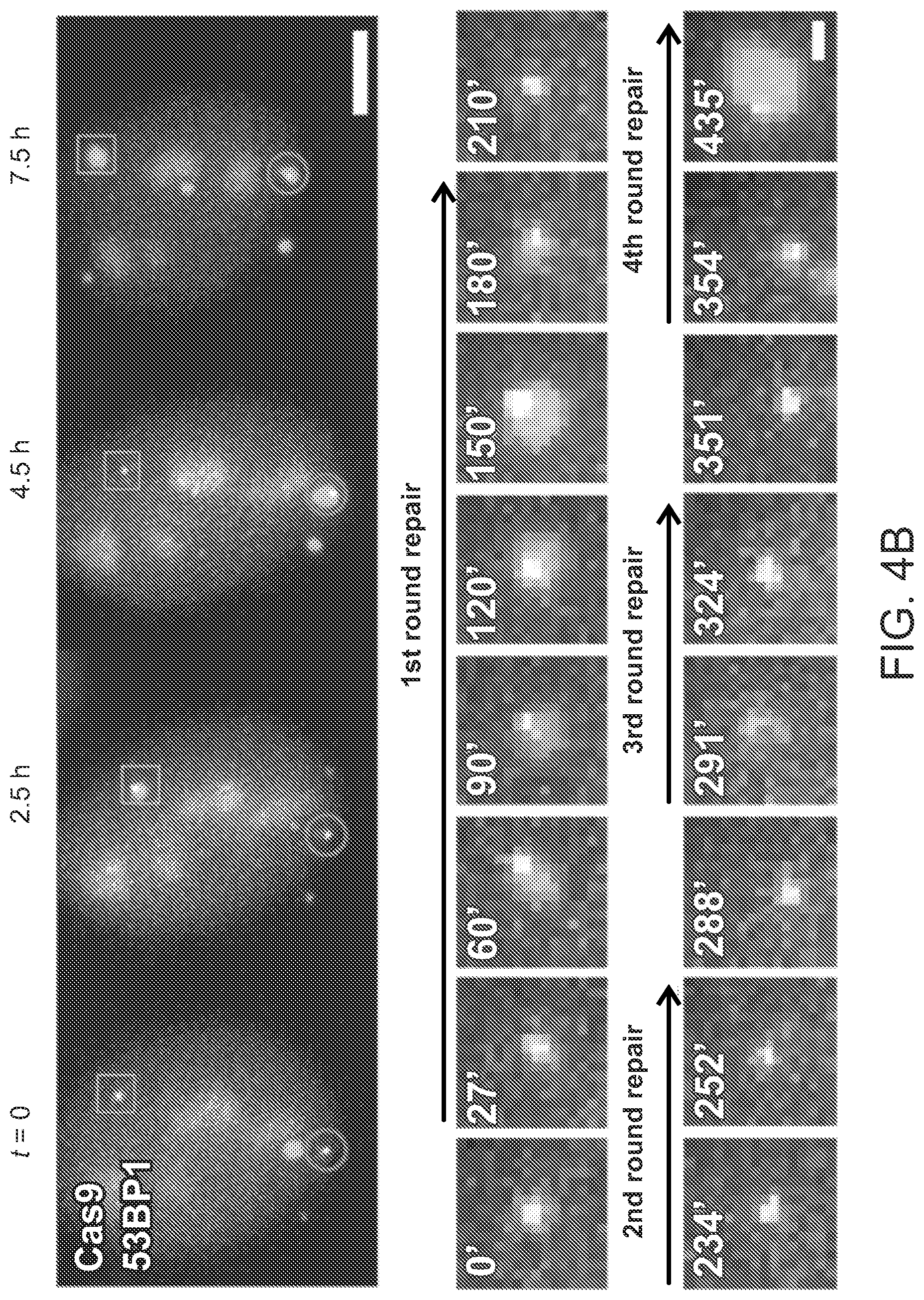 Patent US12612624 Figure 9 – Light-inducible CRISPR/Cas9 system for genome editing
