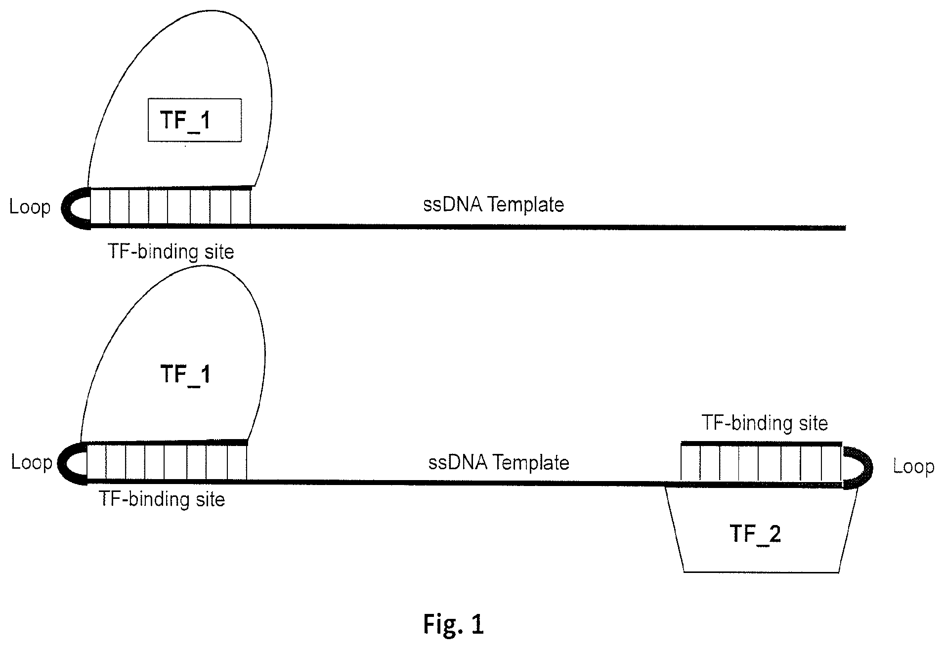 Patent US12612625 Figure 1 – Compositions for genome editing