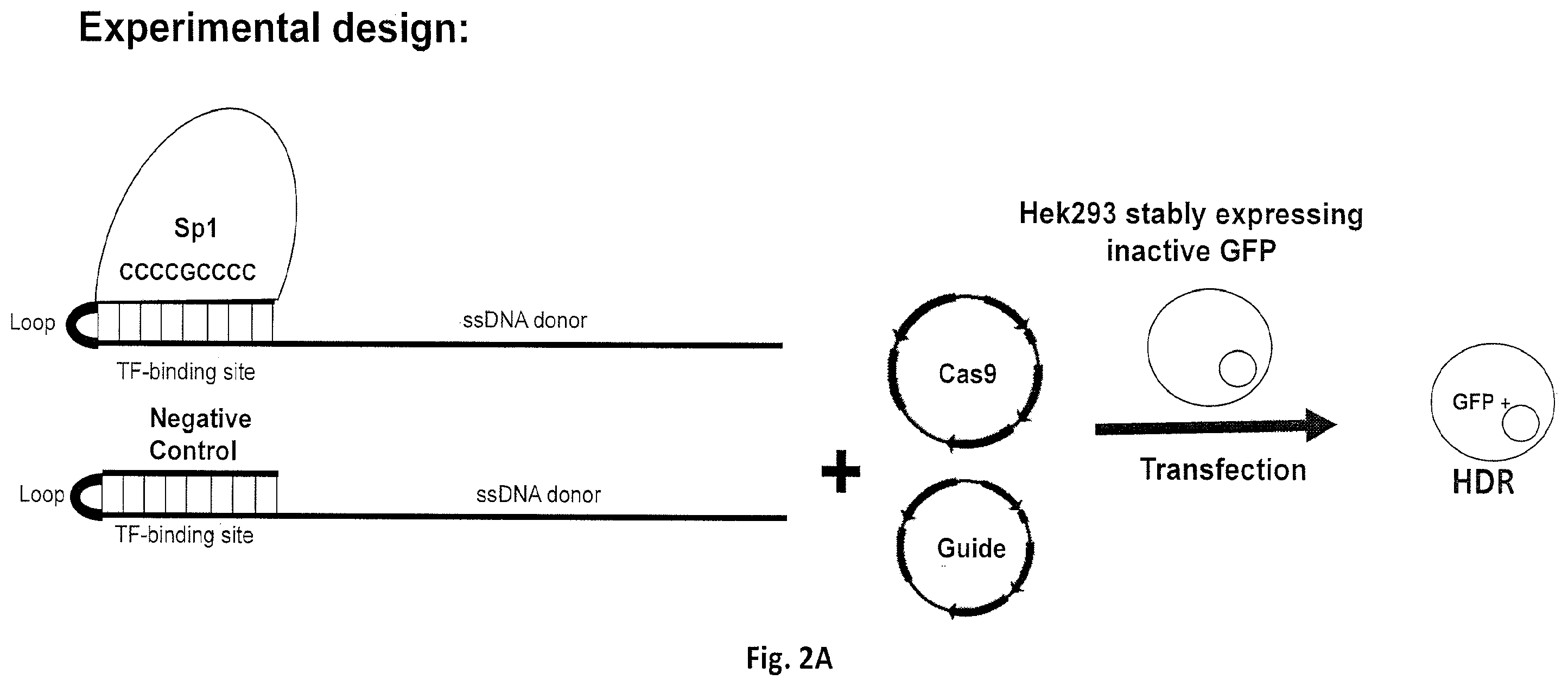 Patent US12612625 Figure 2 – Compositions for genome editing
