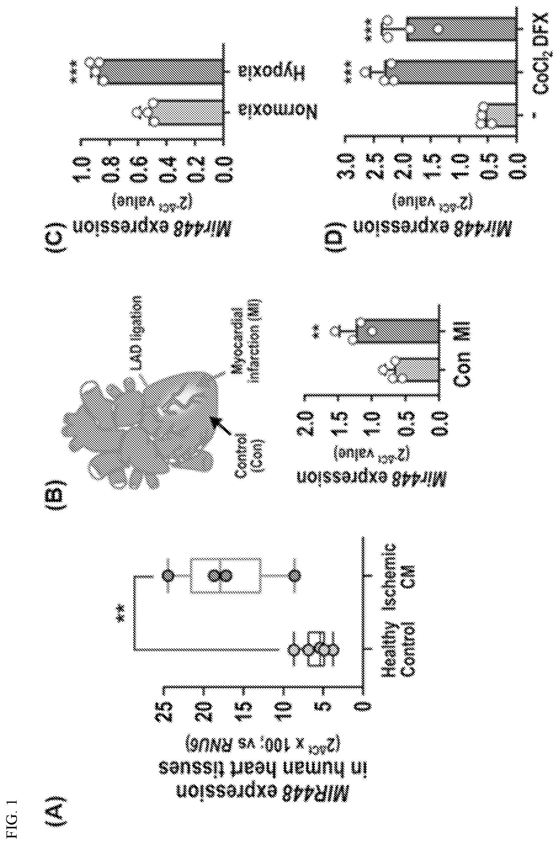 Patent US12612627 Figure 1 – Compositions and methods for increasing sodium current in cardiac cells