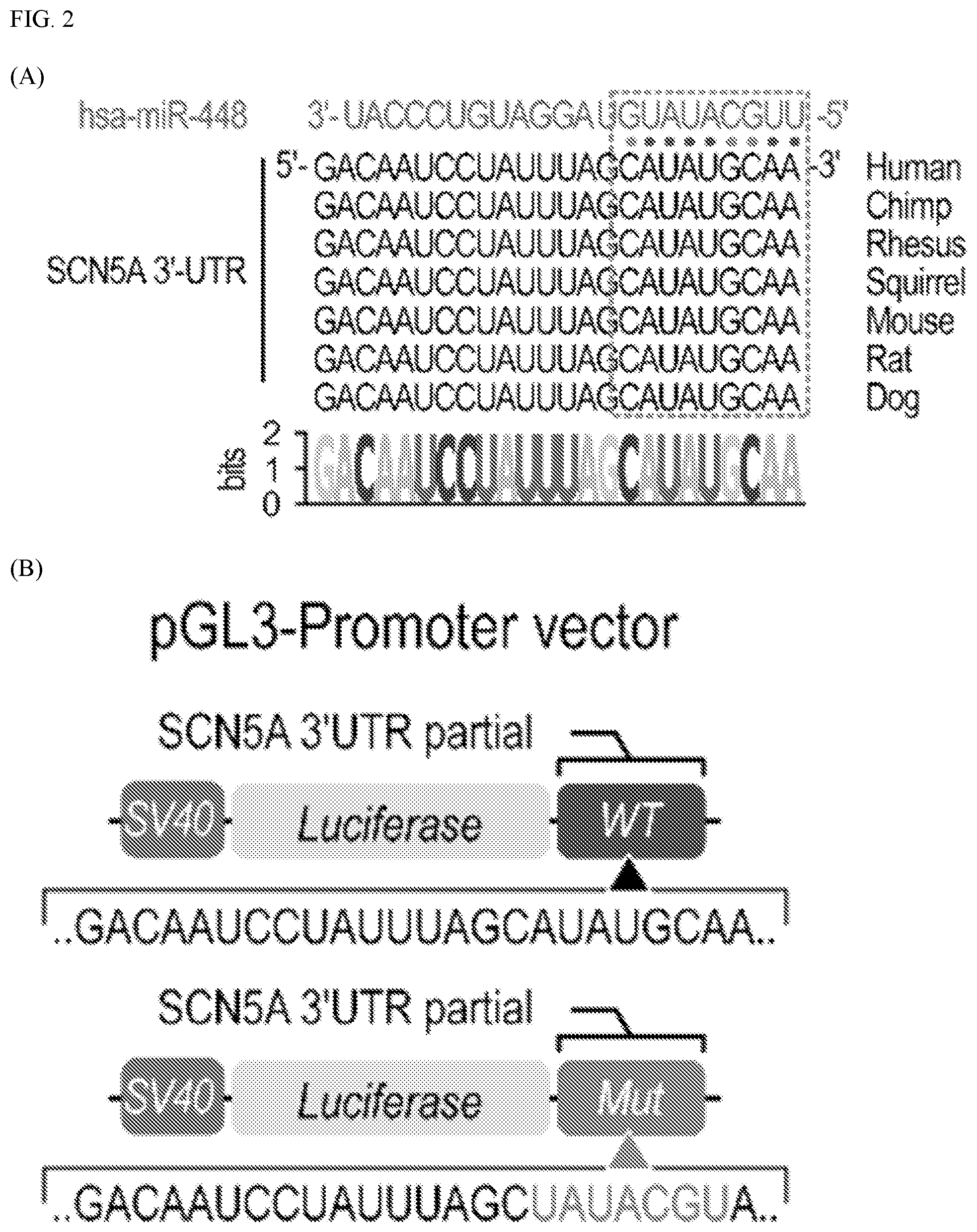Patent US12612627 Figure 2 – Compositions and methods for increasing sodium current in cardiac cells