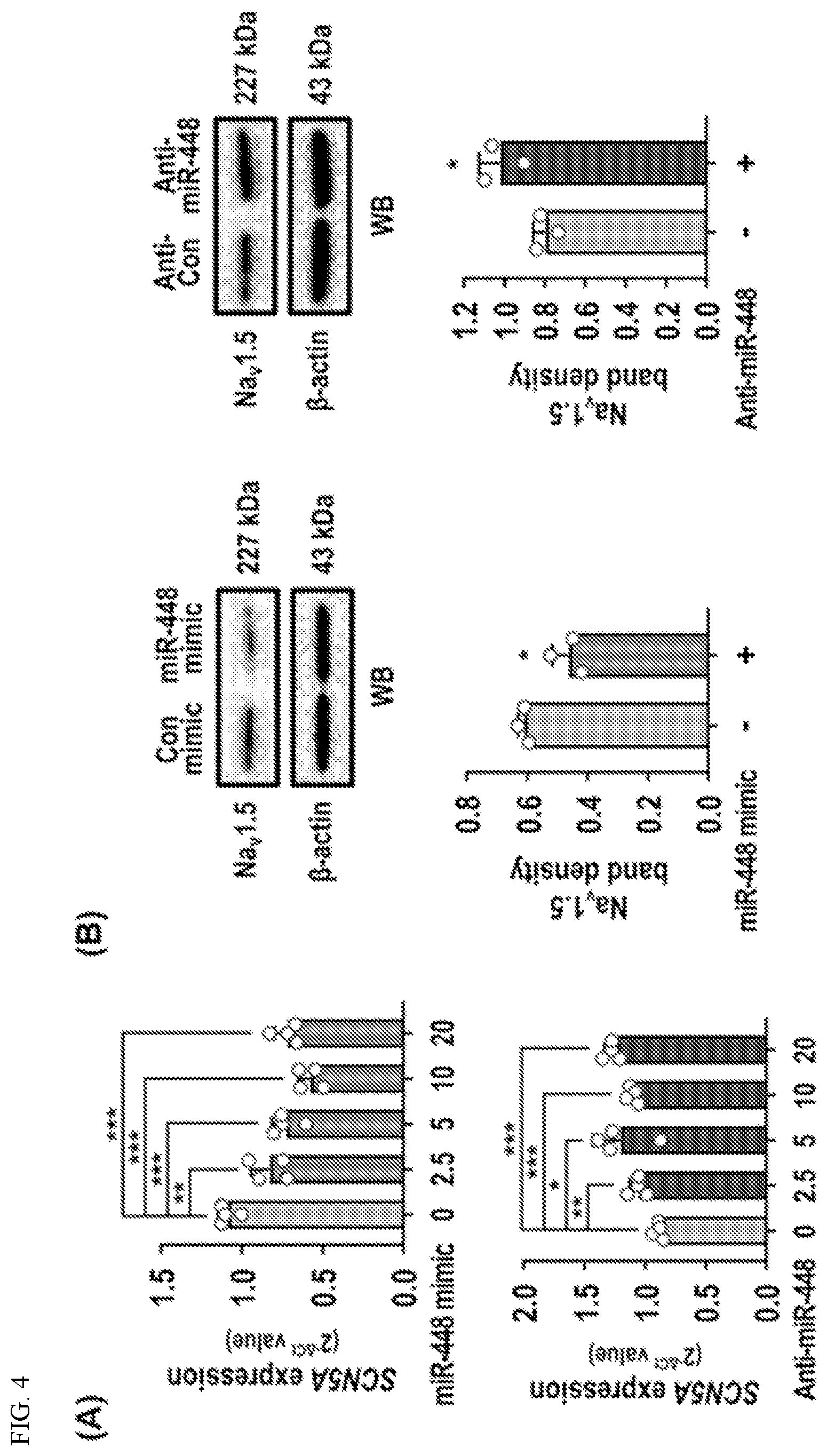 Patent US12612627 Figure 4 – Compositions and methods for increasing sodium current in cardiac cells