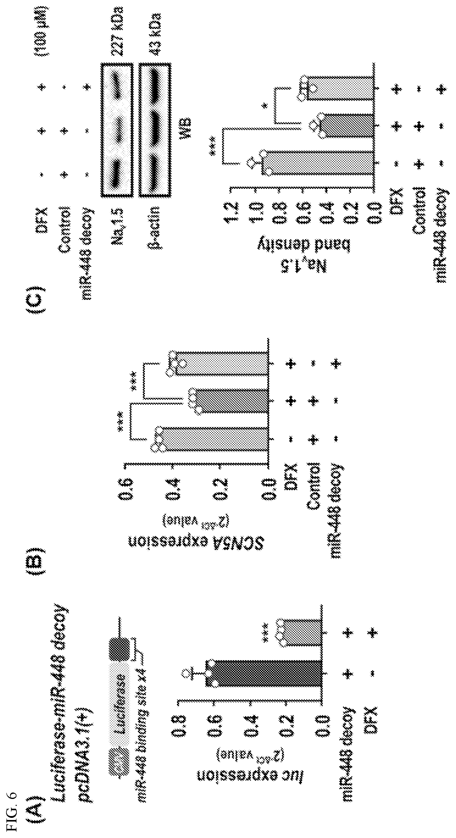 Patent US12612627 Figure 6 – Compositions and methods for increasing sodium current in cardiac cells
