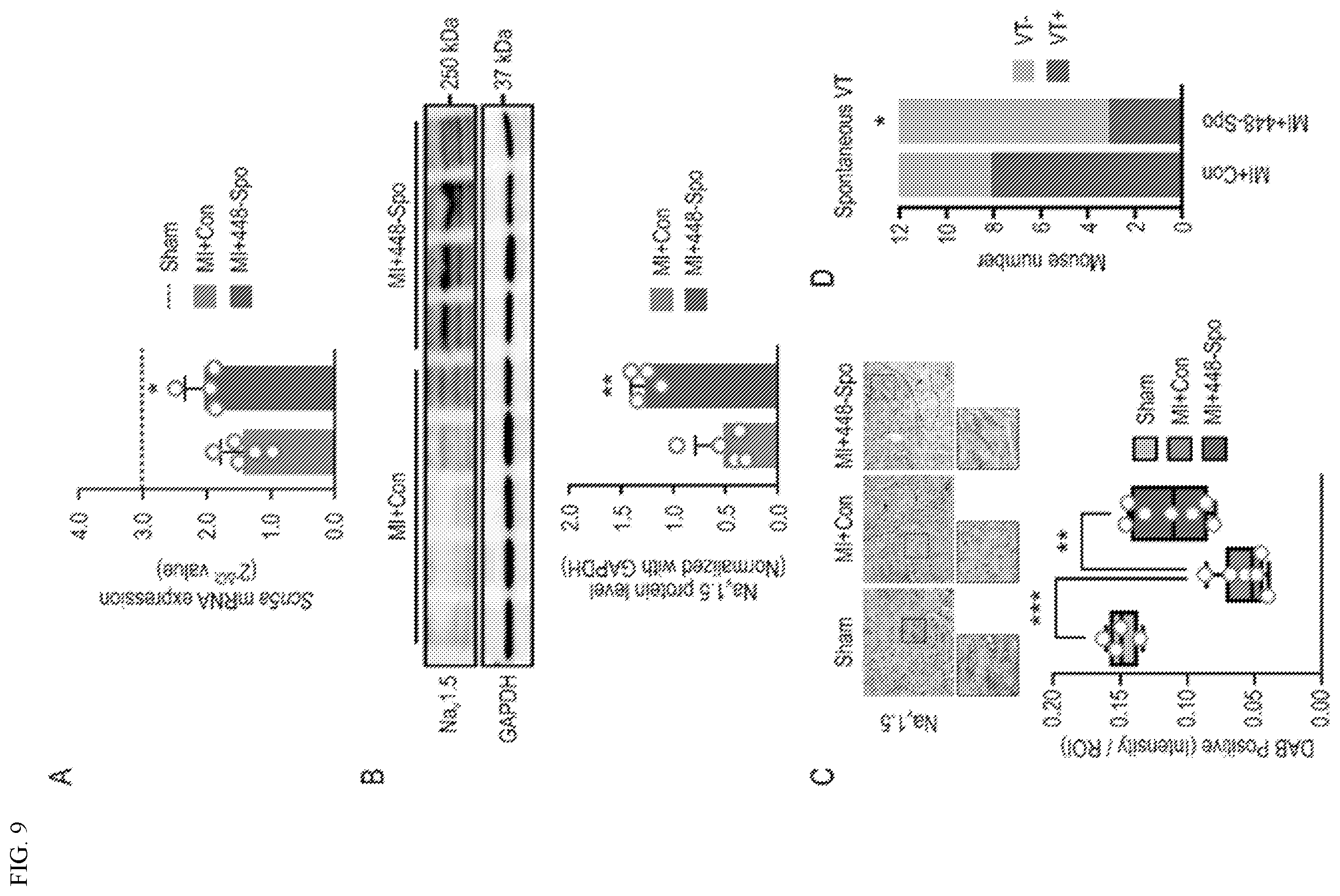 Patent US12612627 Figure 9 – Compositions and methods for increasing sodium current in cardiac cells