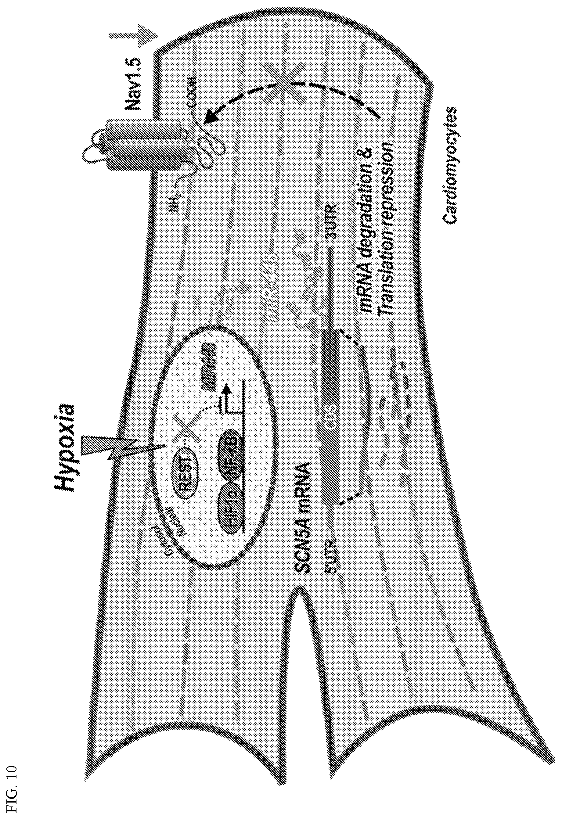 Patent US12612627 Figure 10 – Compositions and methods for increasing sodium current in cardiac cells