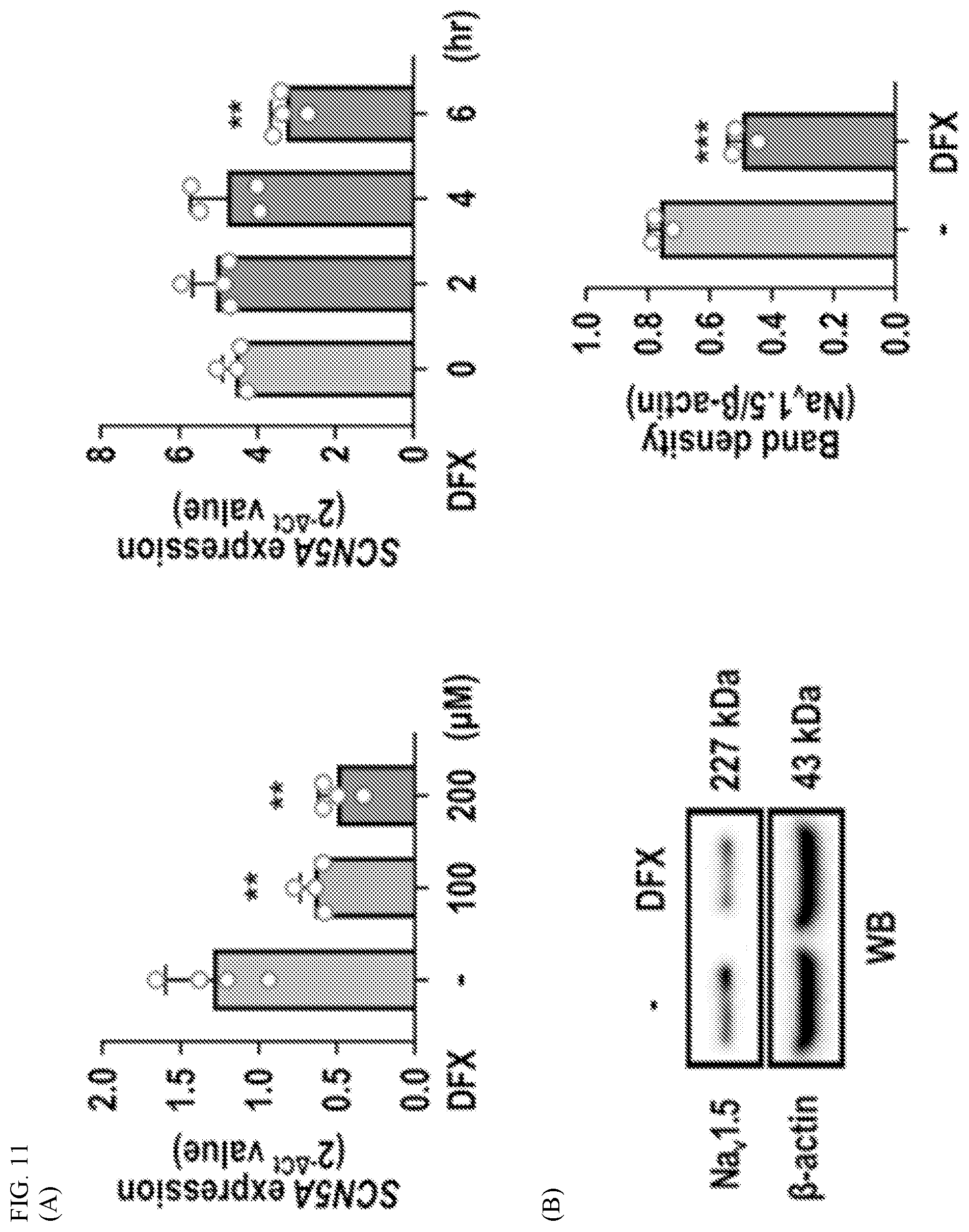 Patent US12612627 Figure 11 – Compositions and methods for increasing sodium current in cardiac cells