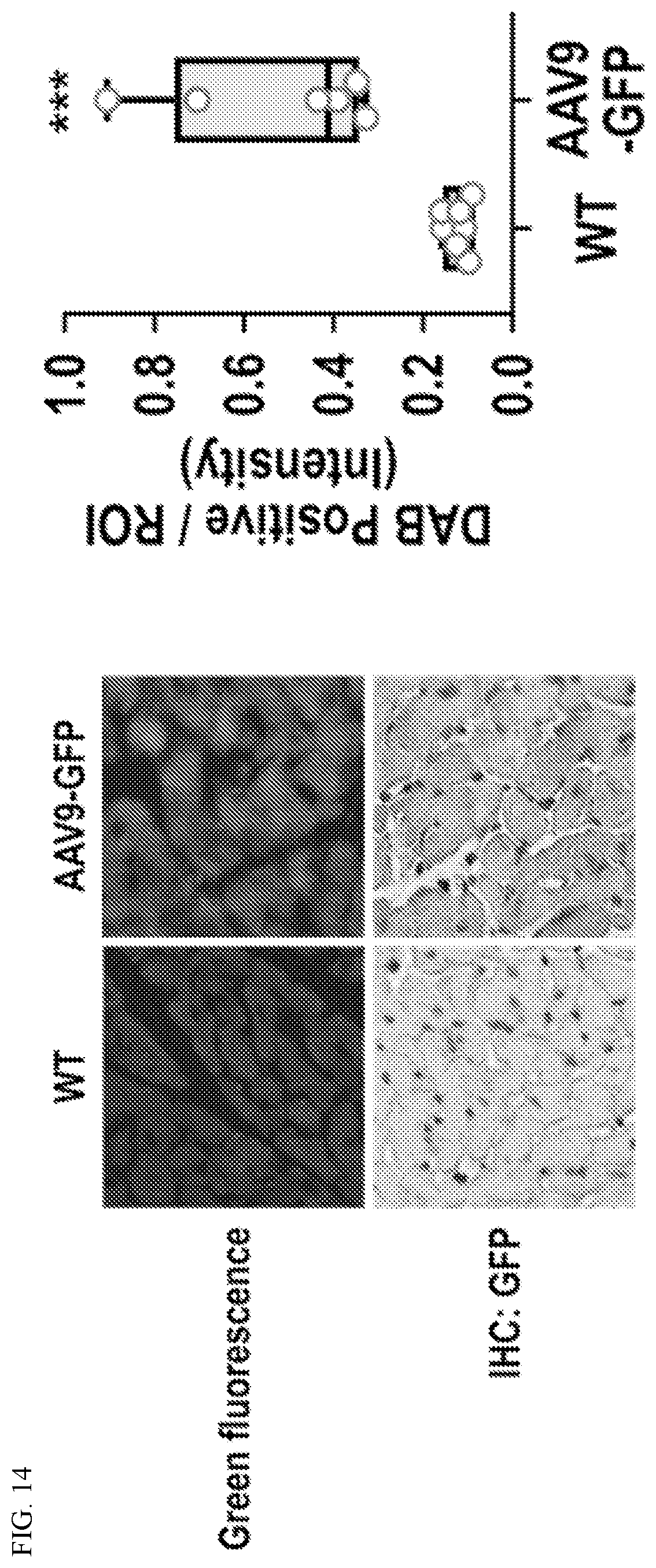 Patent US12612627 Figure 14 – Compositions and methods for increasing sodium current in cardiac cells