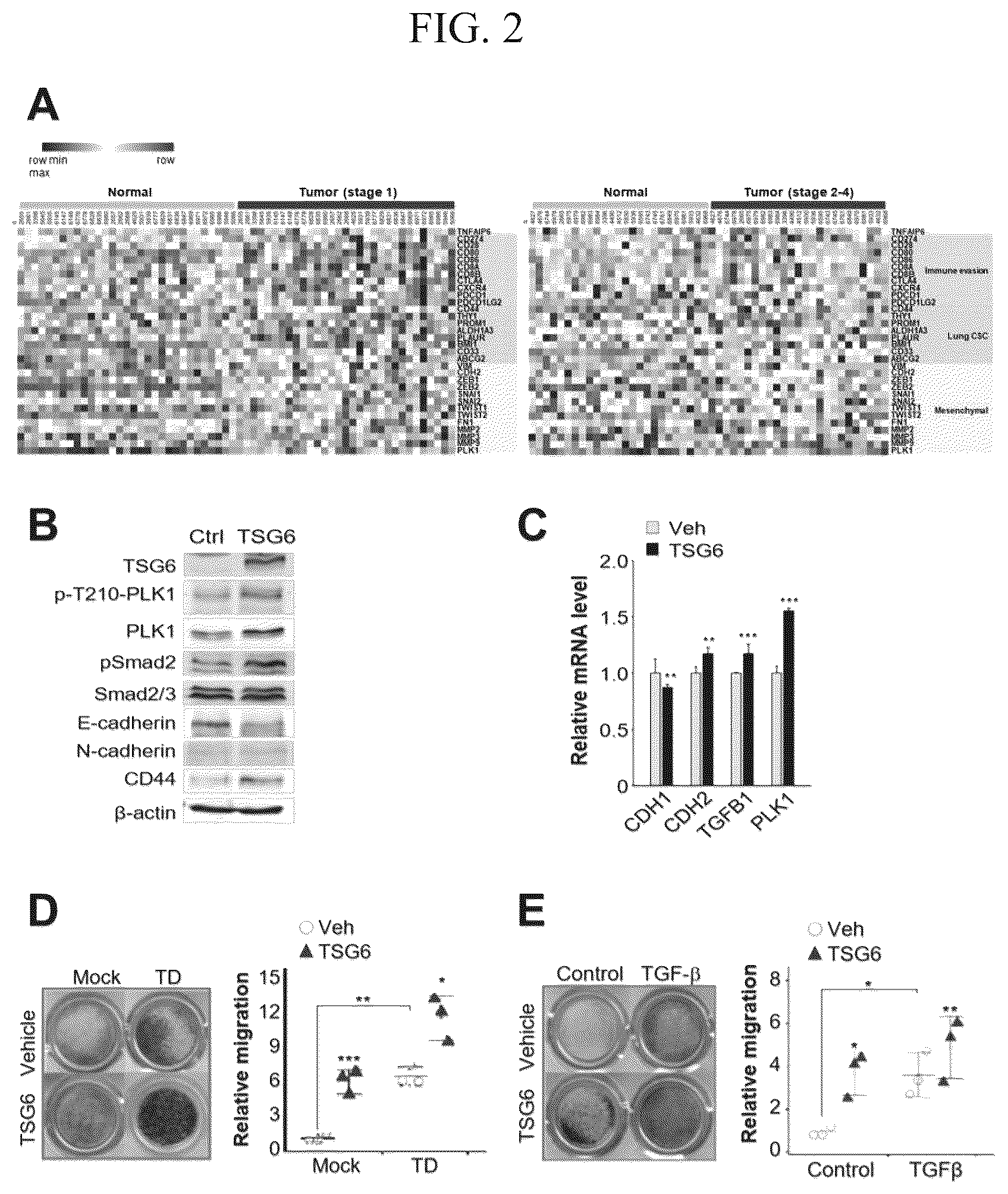 Patent US12612628 Figure 2 – Composition for treating metastatic solid cancer, comprising TSG6 inhibitor