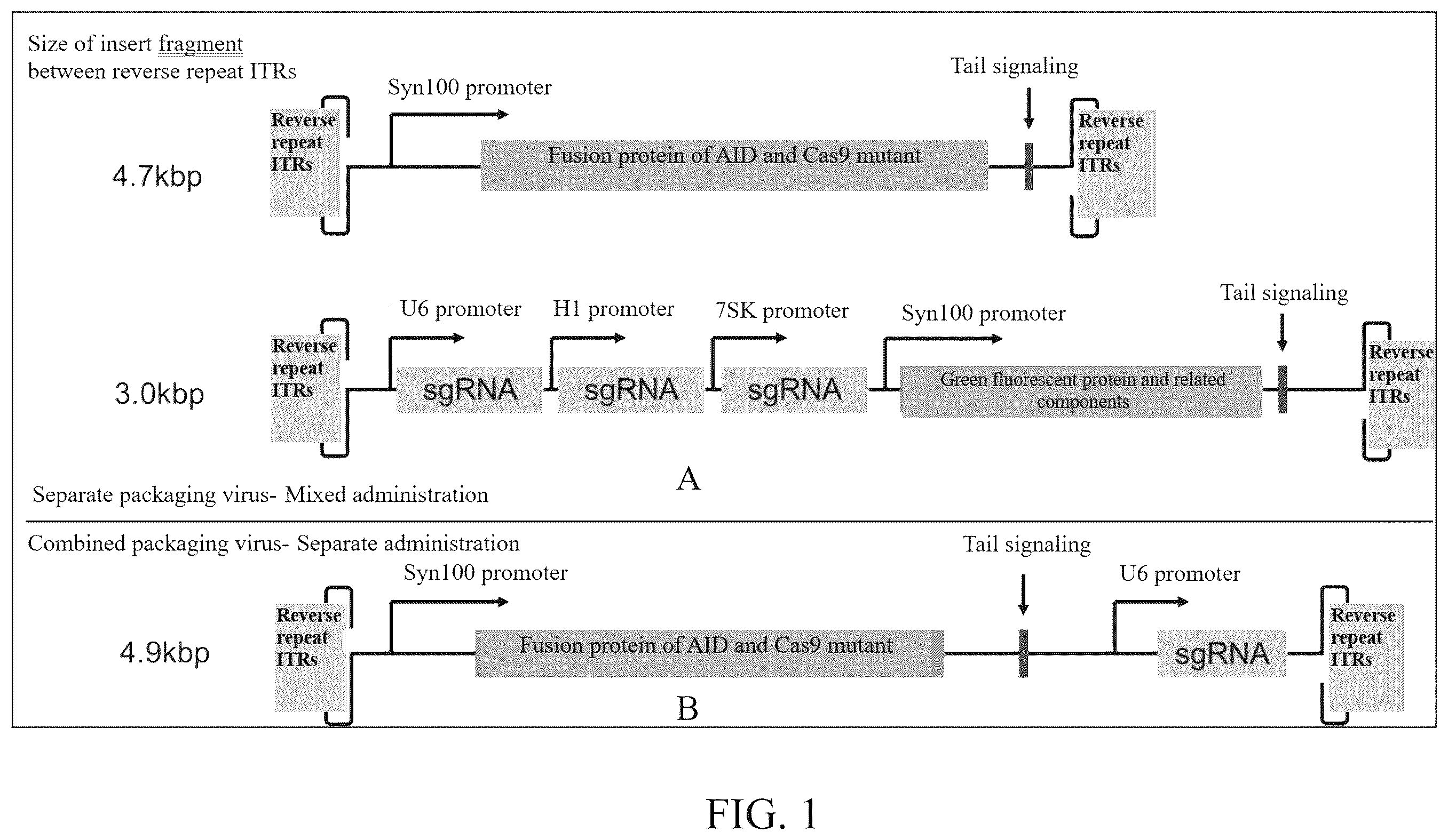 Patent US12612629 — Duchenne muscular dystrophy-related exonic splicing enhancer, sgRNA and gene editing tool, and applications — Figure 1