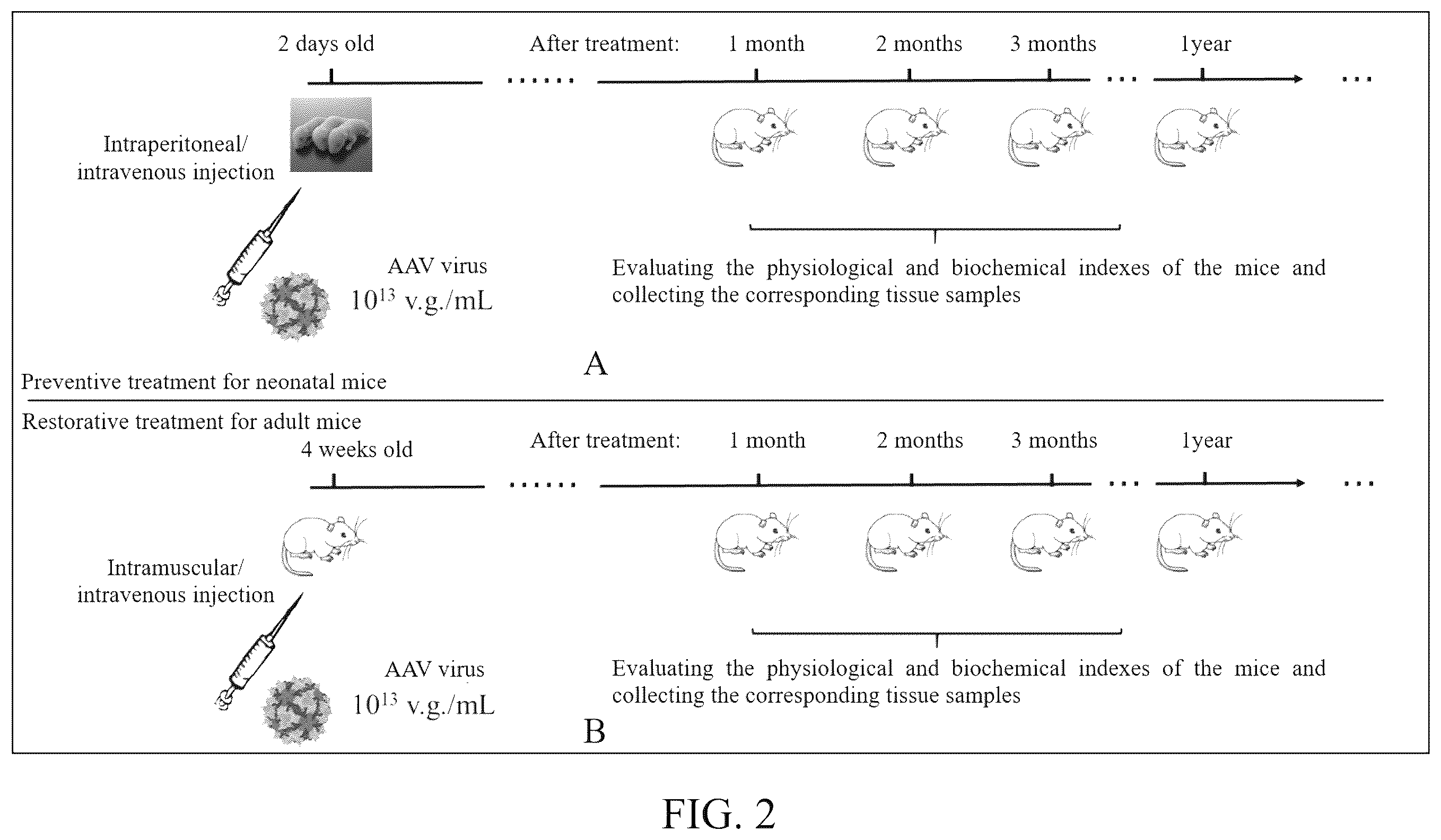 Patent US12612629 Figure 2 – Duchenne muscular dystrophy-related exonic splicing enhancer, sgRNA and gene editing tool, and applications