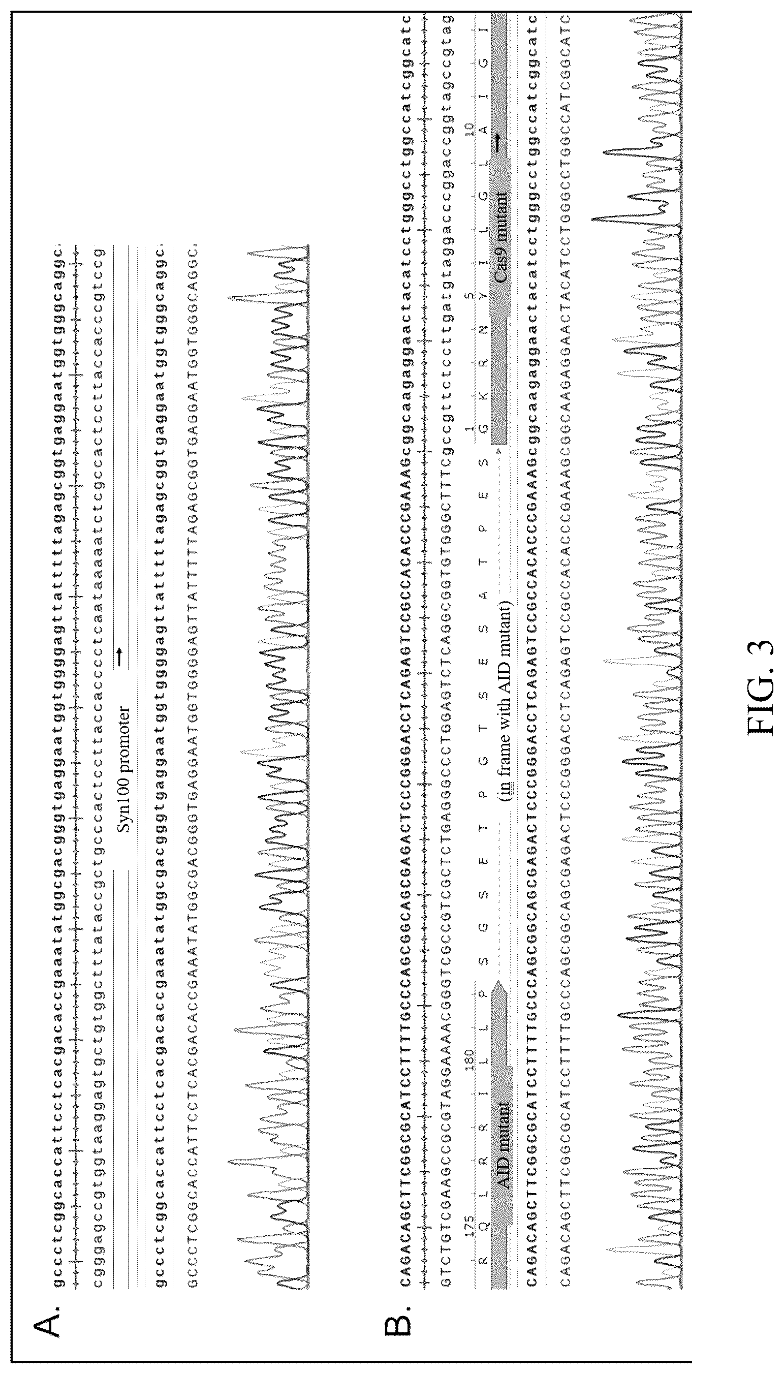 Patent US12612629 Figure 3 – Duchenne muscular dystrophy-related exonic splicing enhancer, sgRNA and gene editing tool, and applications
