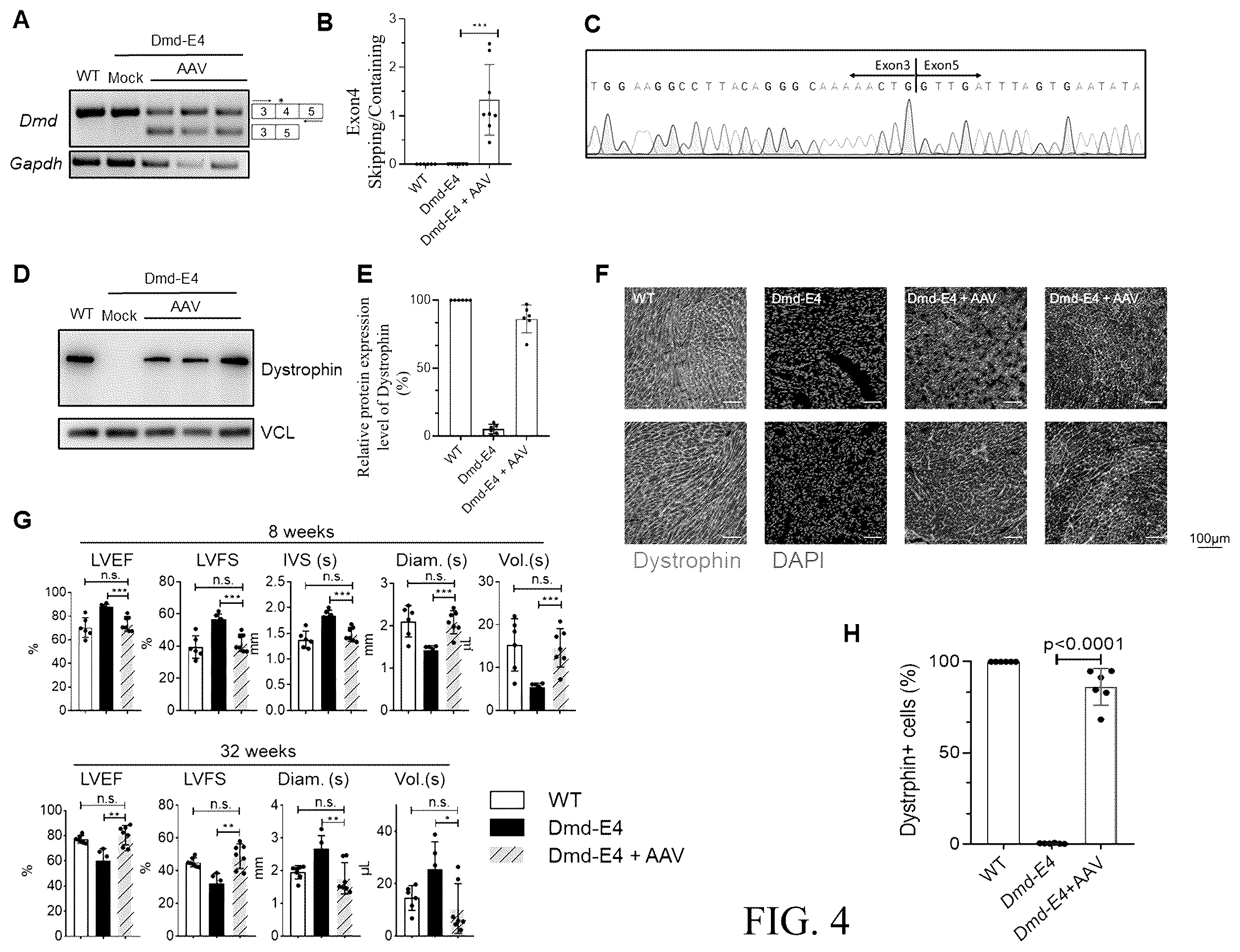 Patent US12612629 Figure 5 – Duchenne muscular dystrophy-related exonic splicing enhancer, sgRNA and gene editing tool, and applications