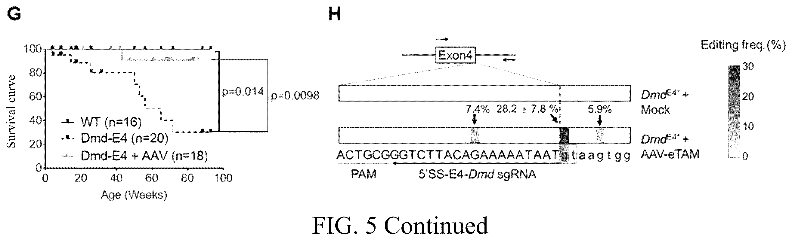 Patent US12612629 Figure 7 – Duchenne muscular dystrophy-related exonic splicing enhancer, sgRNA and gene editing tool, and applications