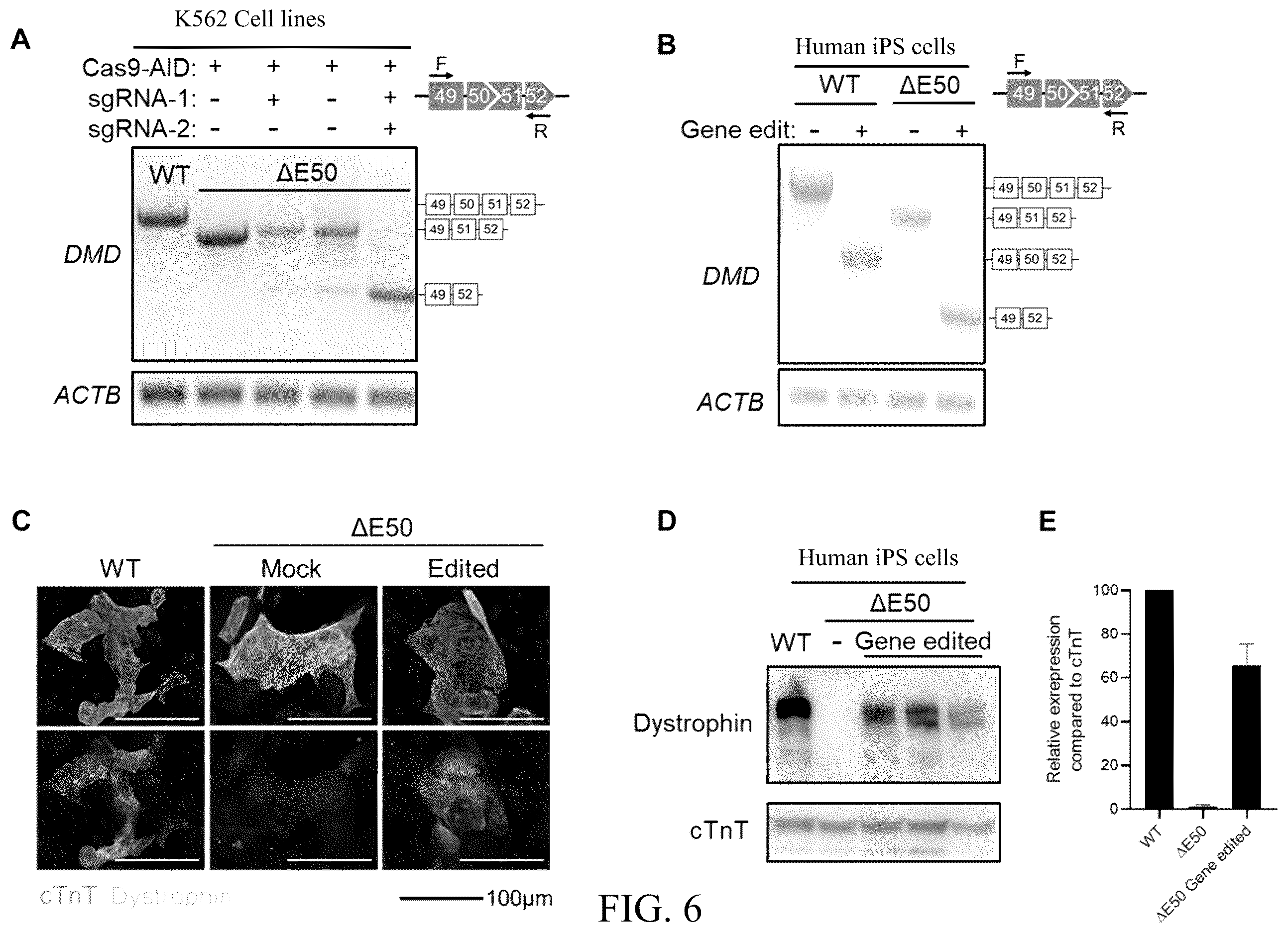 Patent US12612629 Figure 8 – Duchenne muscular dystrophy-related exonic splicing enhancer, sgRNA and gene editing tool, and applications